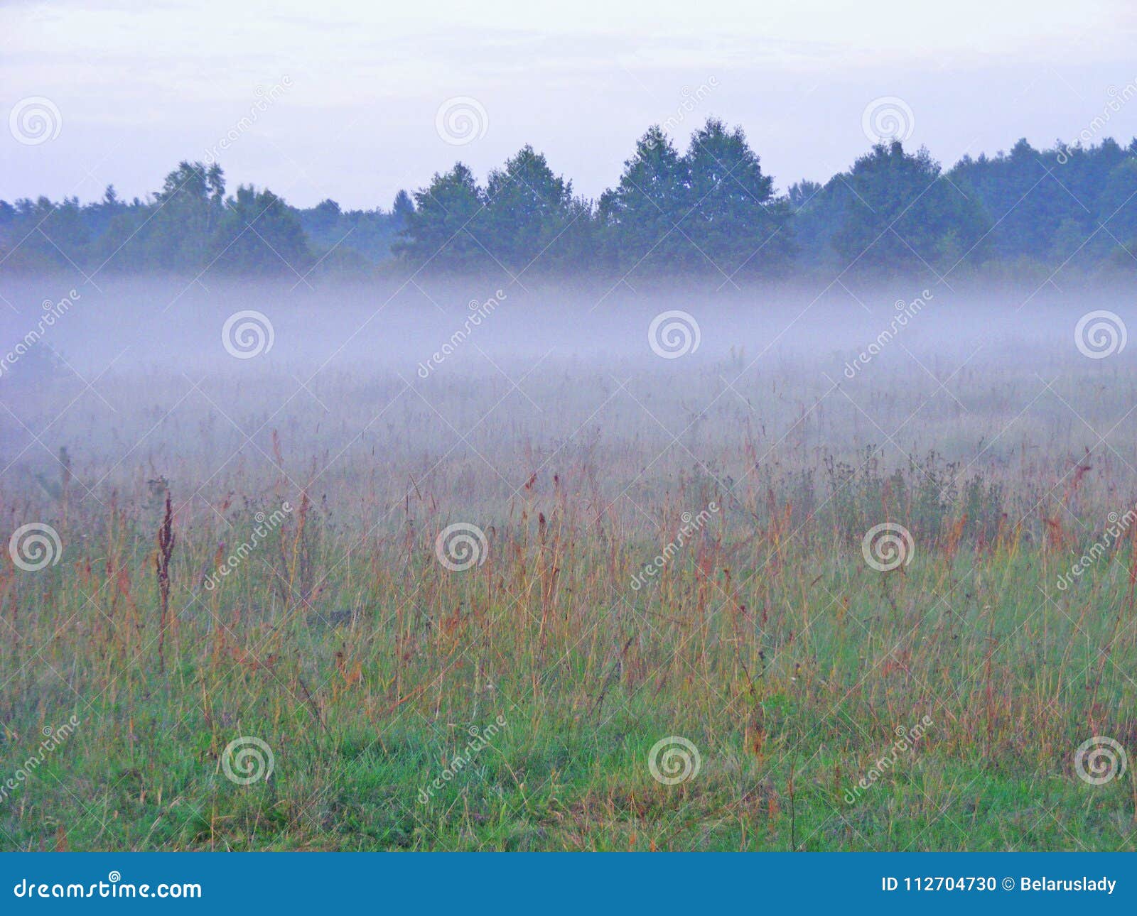 misty morning / fog on meadow