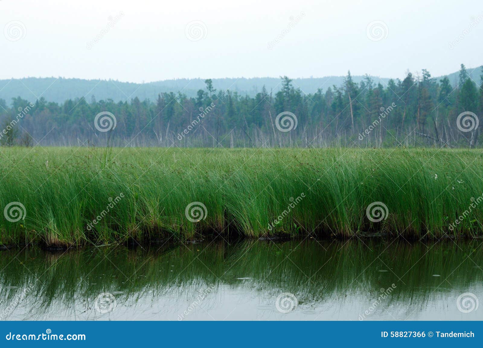 forest of drizzling rain download forest of drizzling rain download