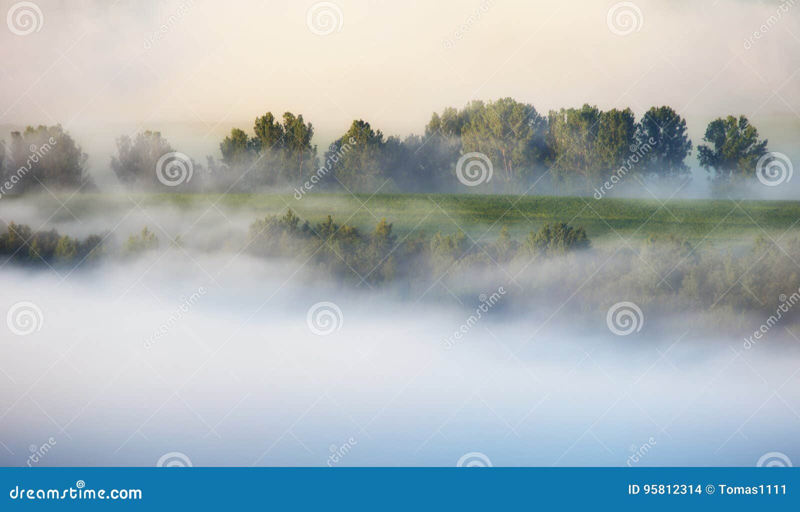 misty morning with tree, landcape