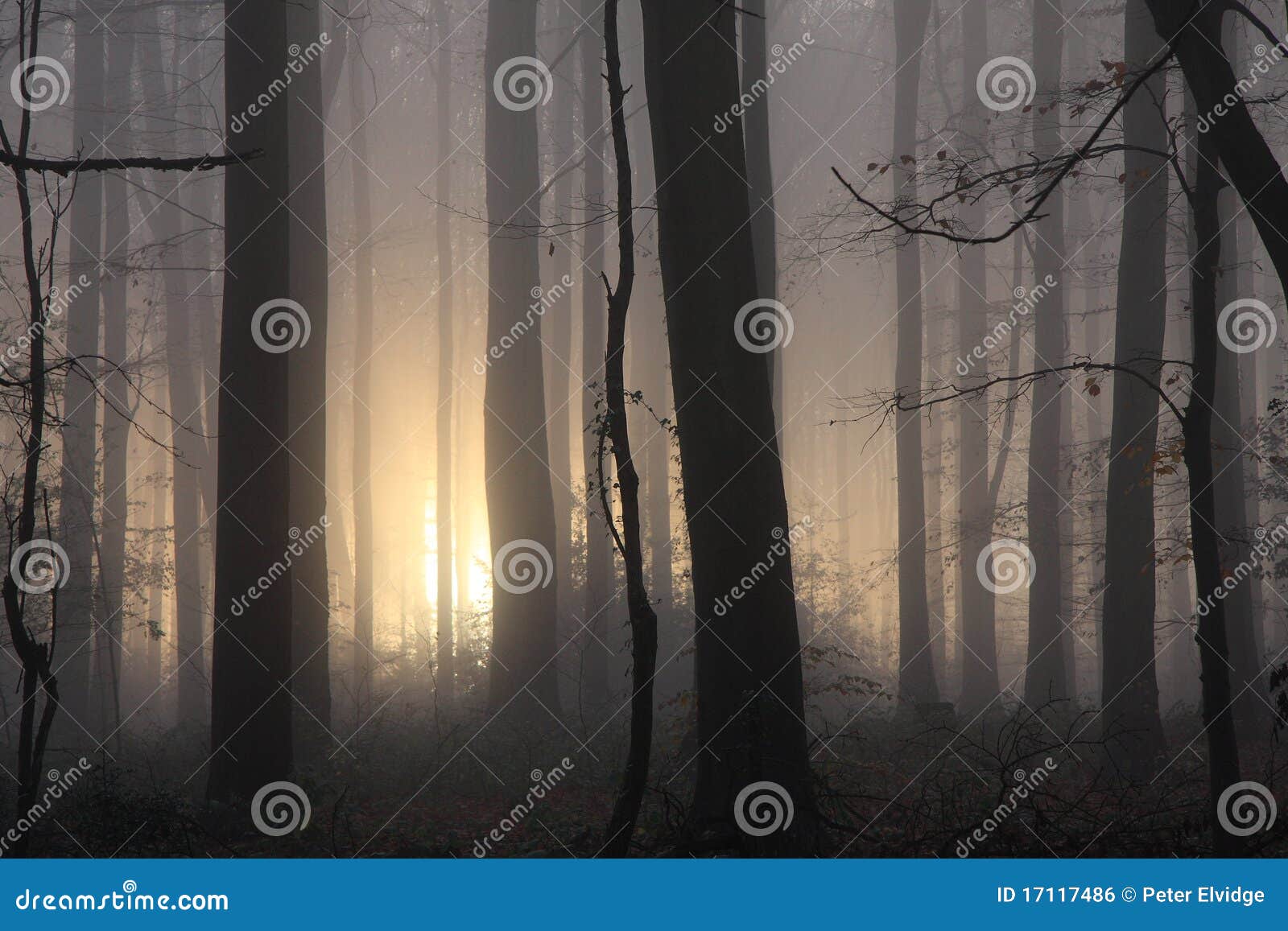 misty morning woodland