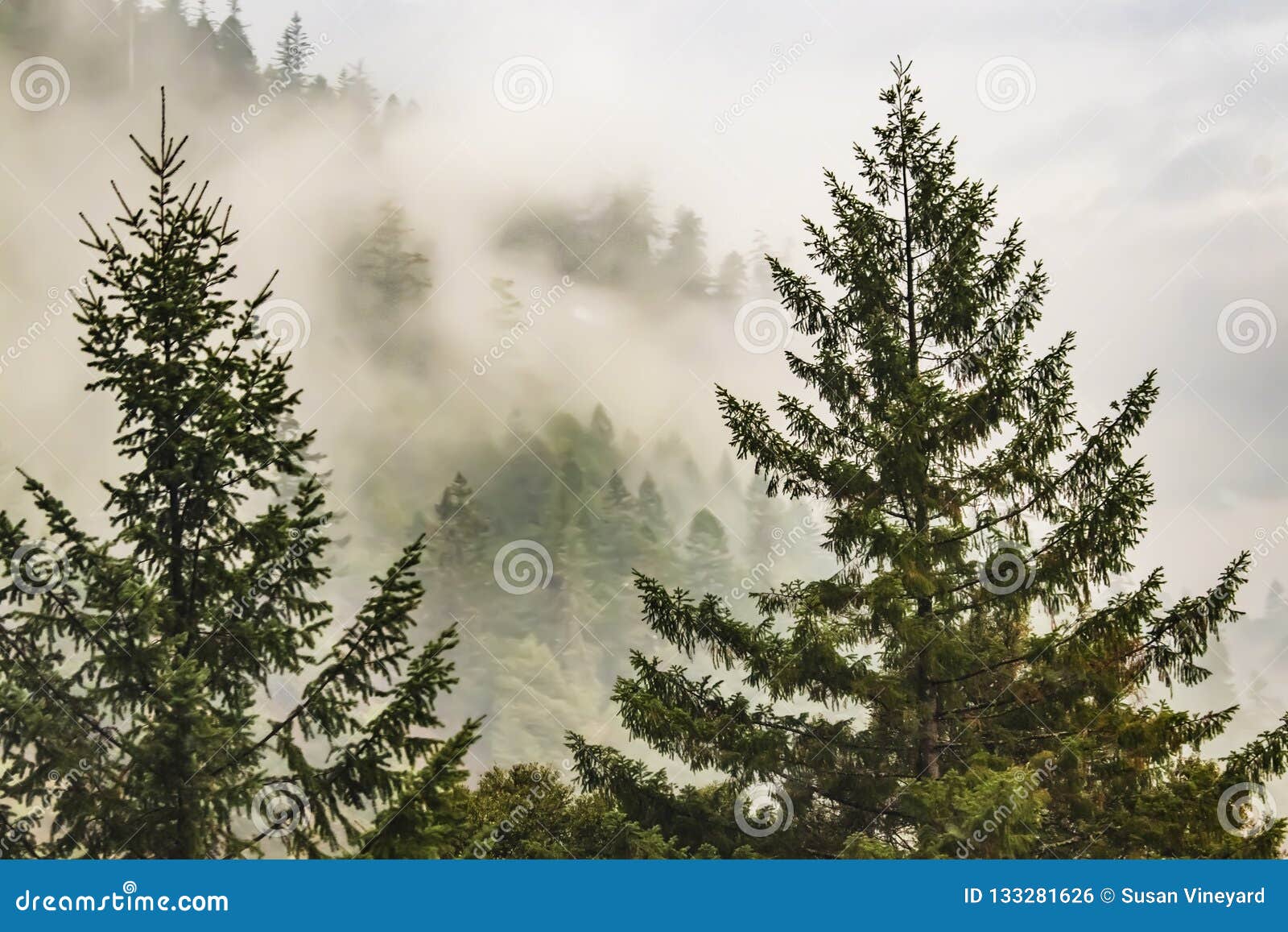 misty mountain with evergreen trees in the forground and fog shouded trees in the background