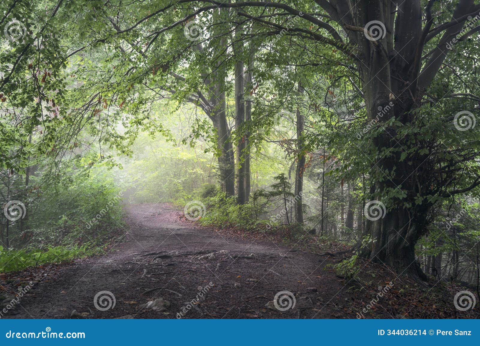 misty path through lush carpathian forest in poland