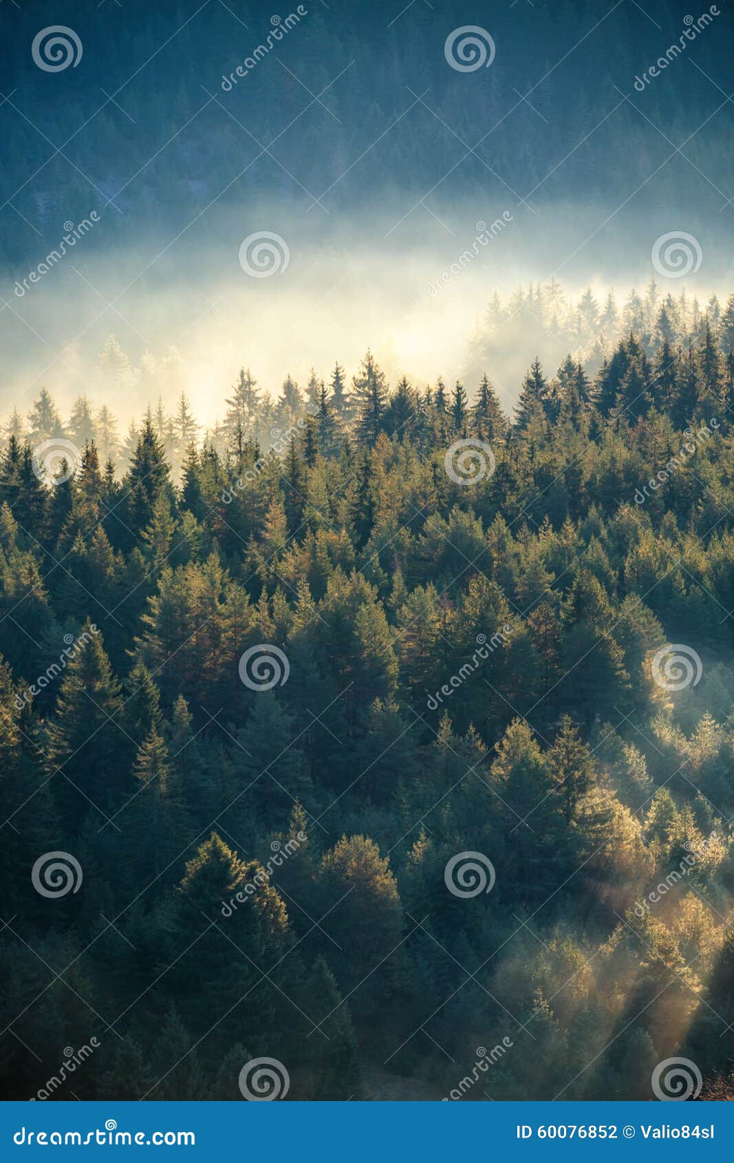 misty pine forest on the mountain slope in a nature reserve