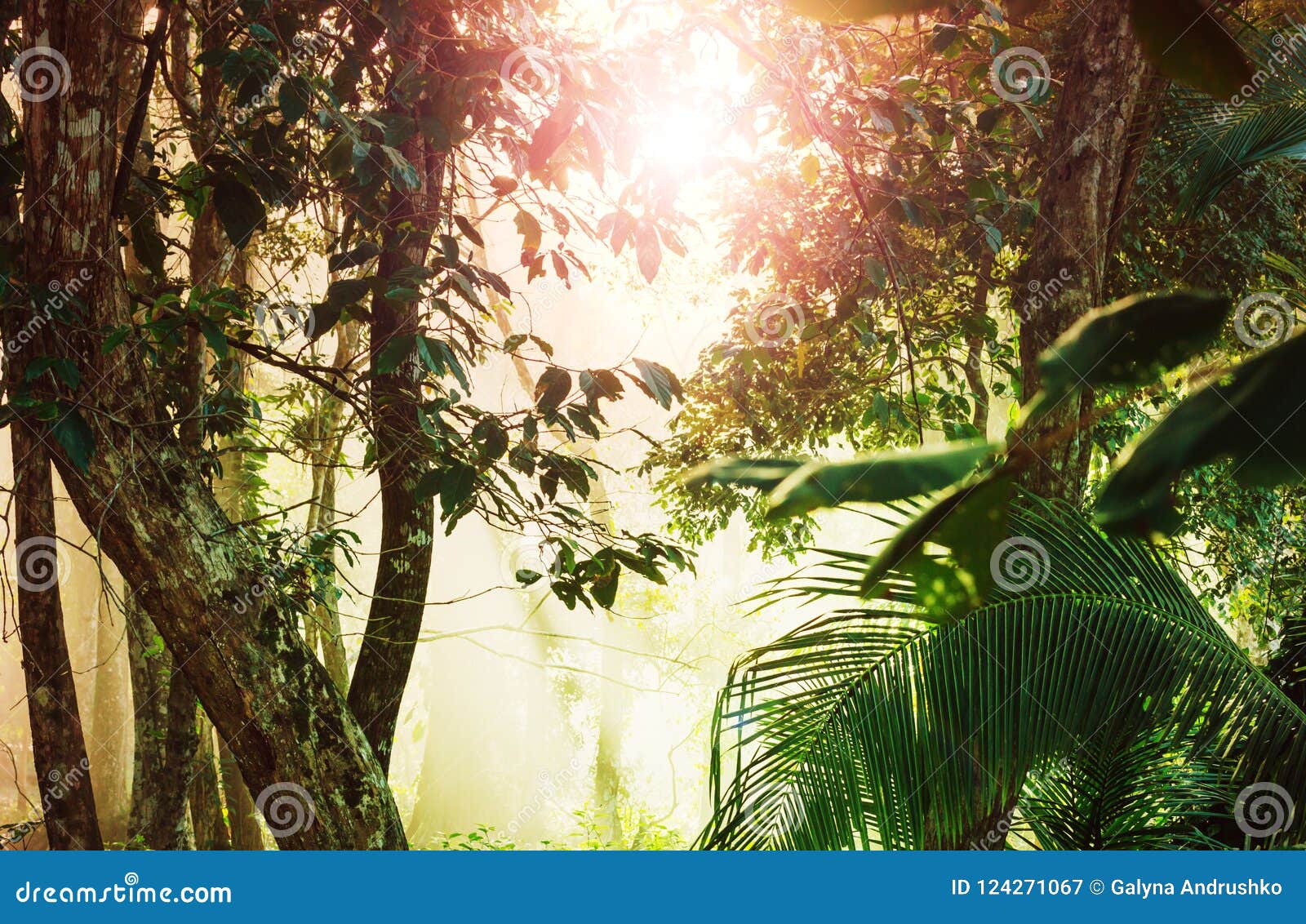 Rein Forest Background, Fresh Green Jungle Natural Landscape, Beautiful  Dense Cloud Forest, Exotic Tropical Nature, Wild Costa Rica, Central  America Stock Photo, Picture and Royalty Free Image. Image 36316262.