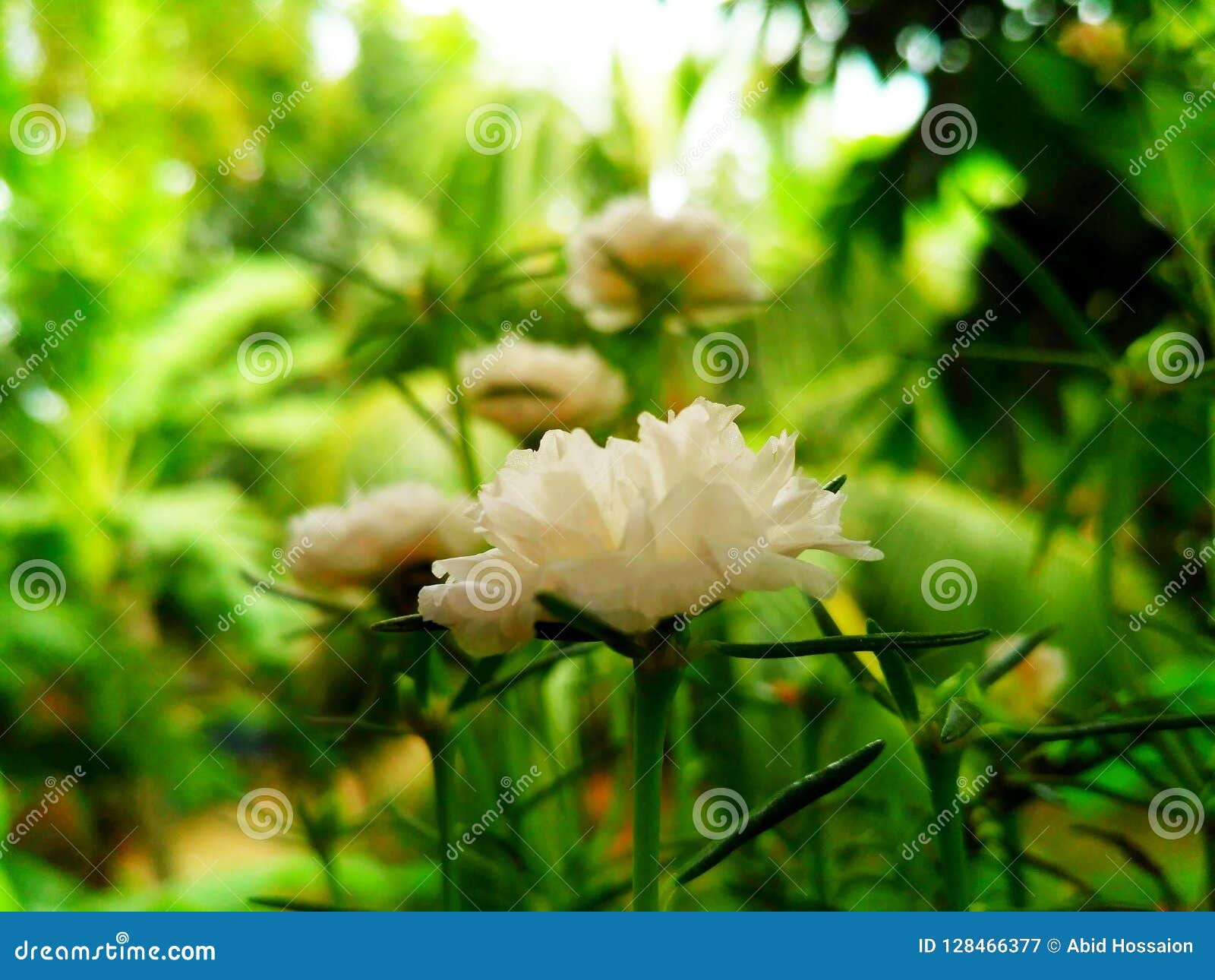 Misty wallpaper stock image. Image of misty, high, quality - 128466377