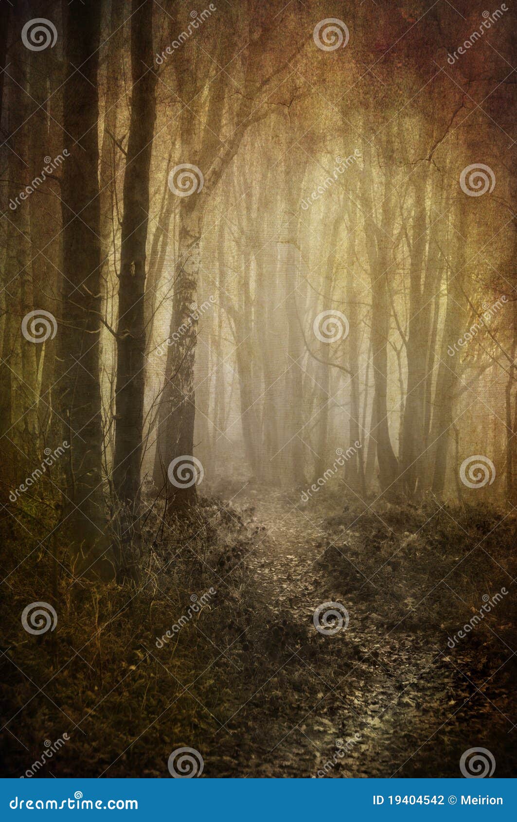 misty woodland path