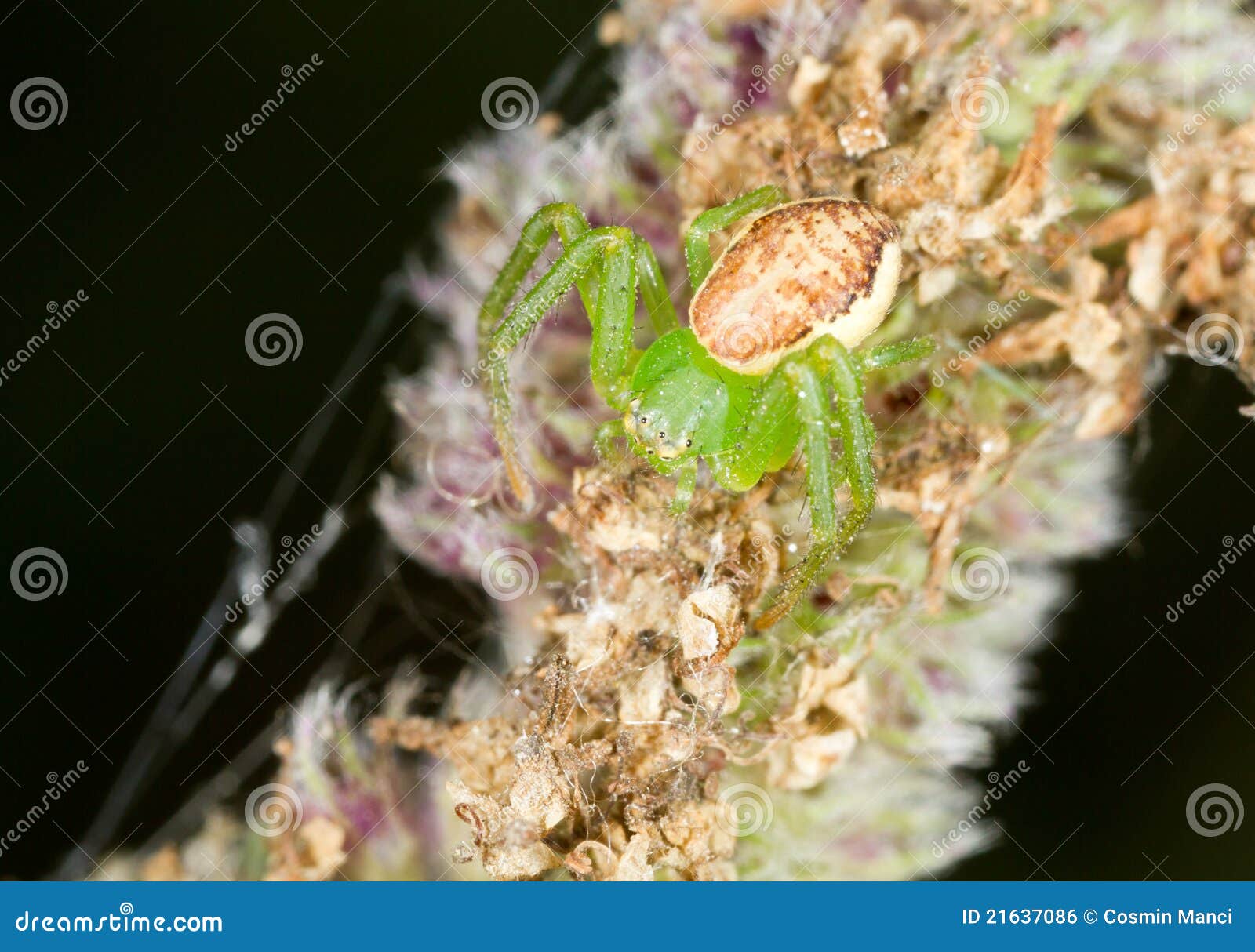 Misumenops tricuspidatus stock photo. Image of closeup 21637086