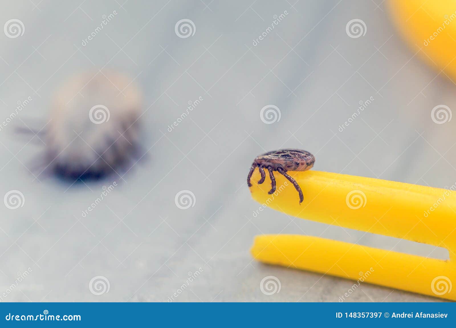 Mite Crawling On A Yellow Tweezers For Removing Ticks Stock Image