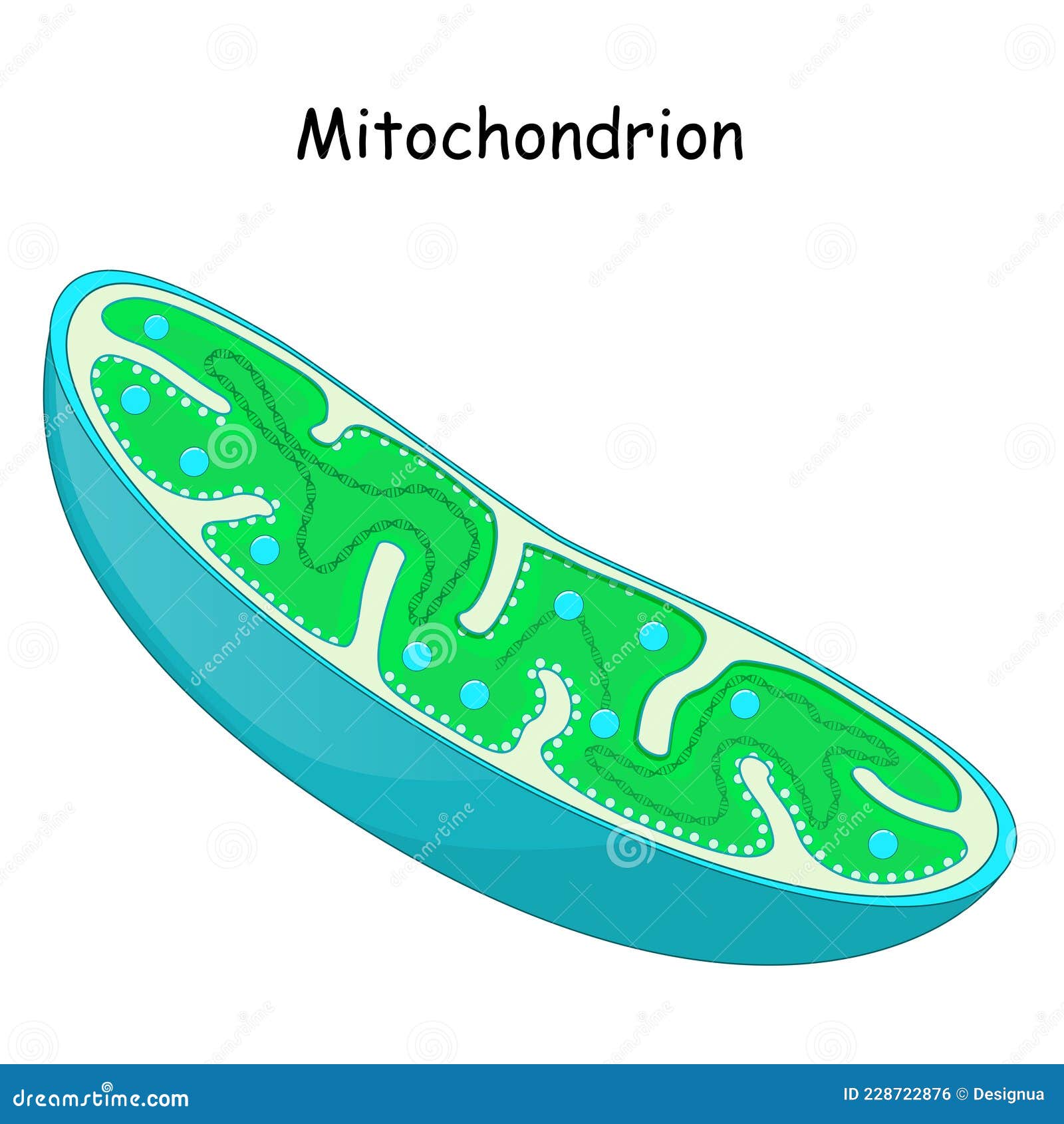 mitochondria. structure and anatomy of a mitochondrion