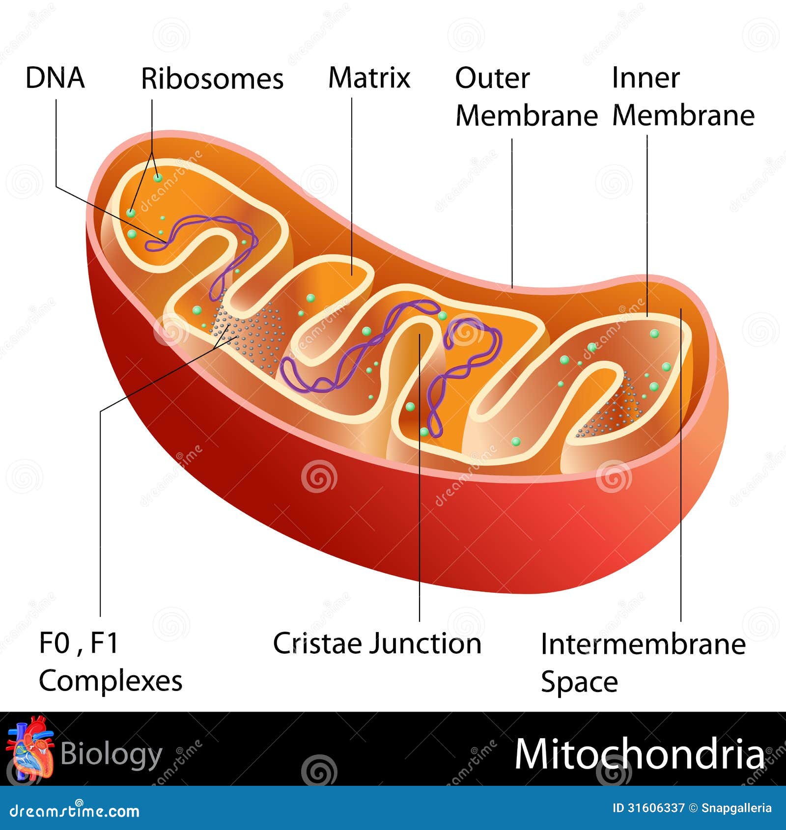 mitochondria