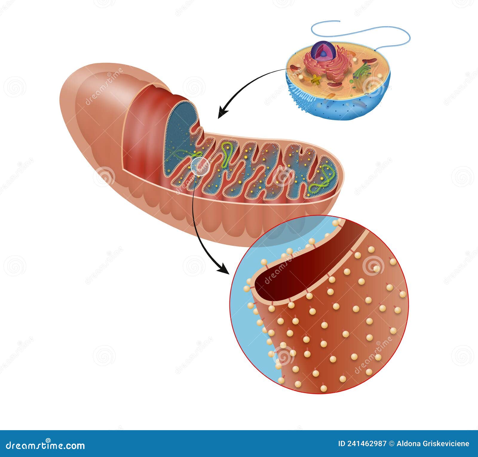 mitochondria have an inner and outer membrane, with an intermembrane space between them.