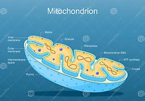 Structure Of Mitochondria Cartoon Vector CartoonDealer 321278117