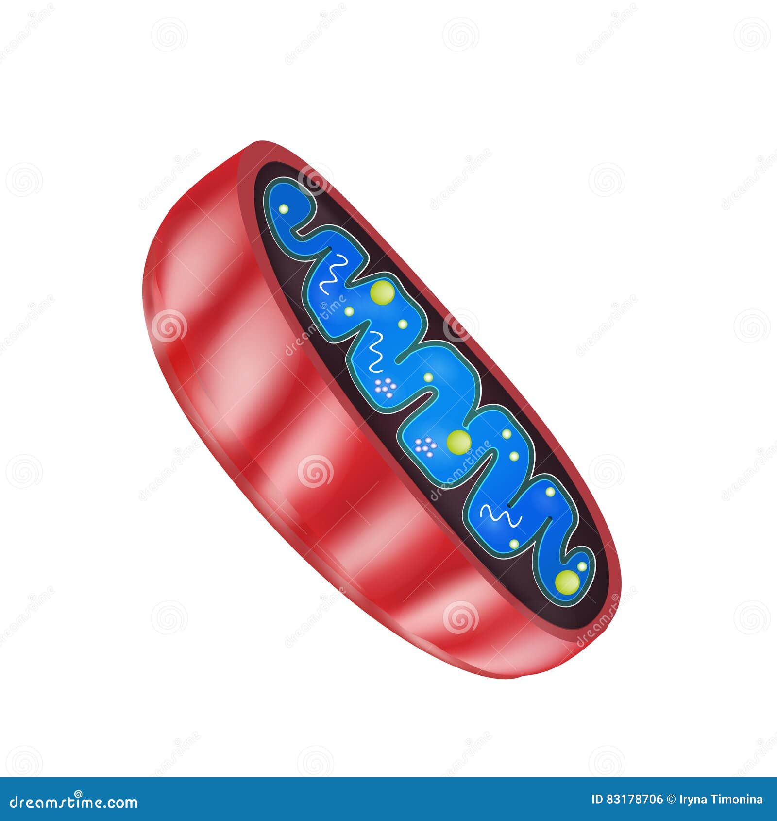 mitochondria structure.   on background