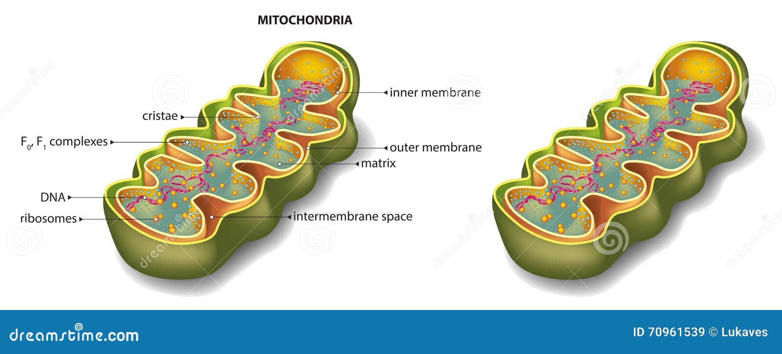 mitochondria