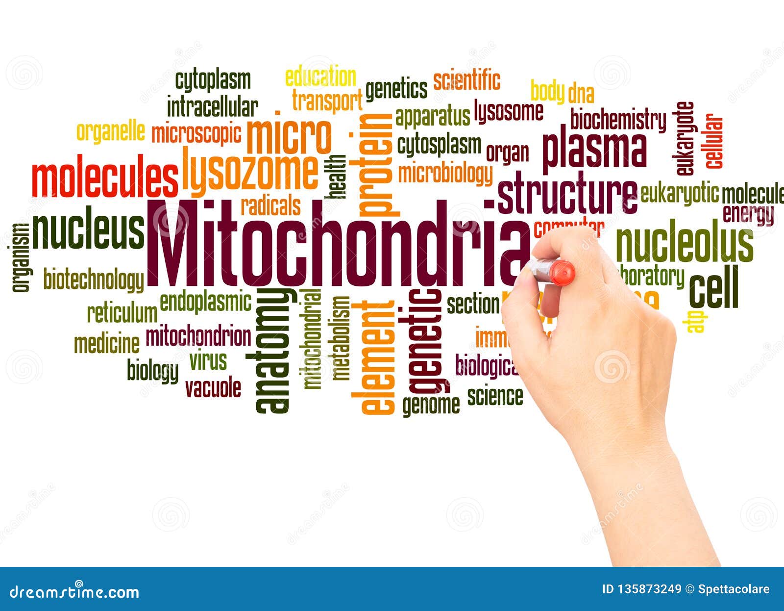 mitochondria word cloud hand writing concept