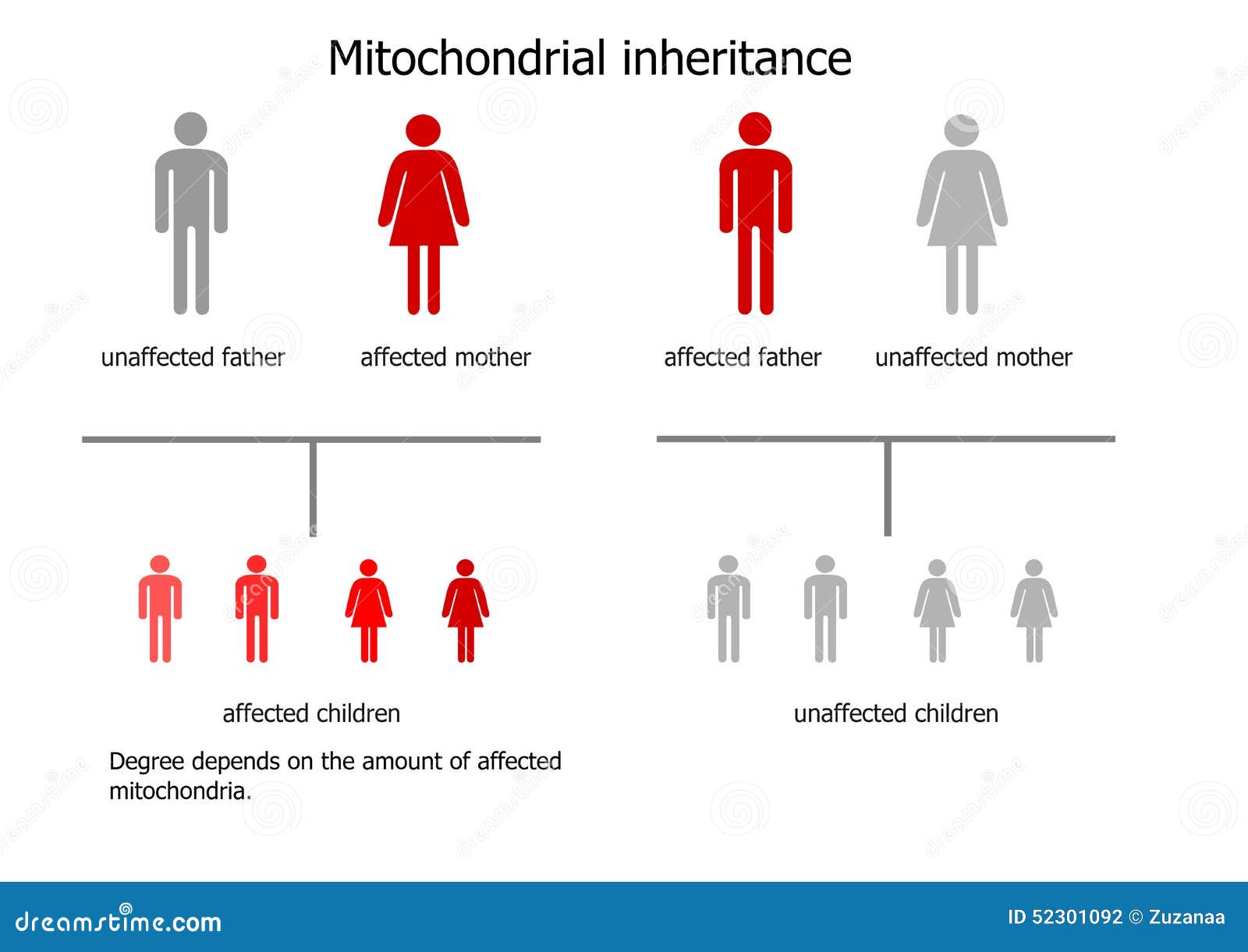 Mitochondrial Disease