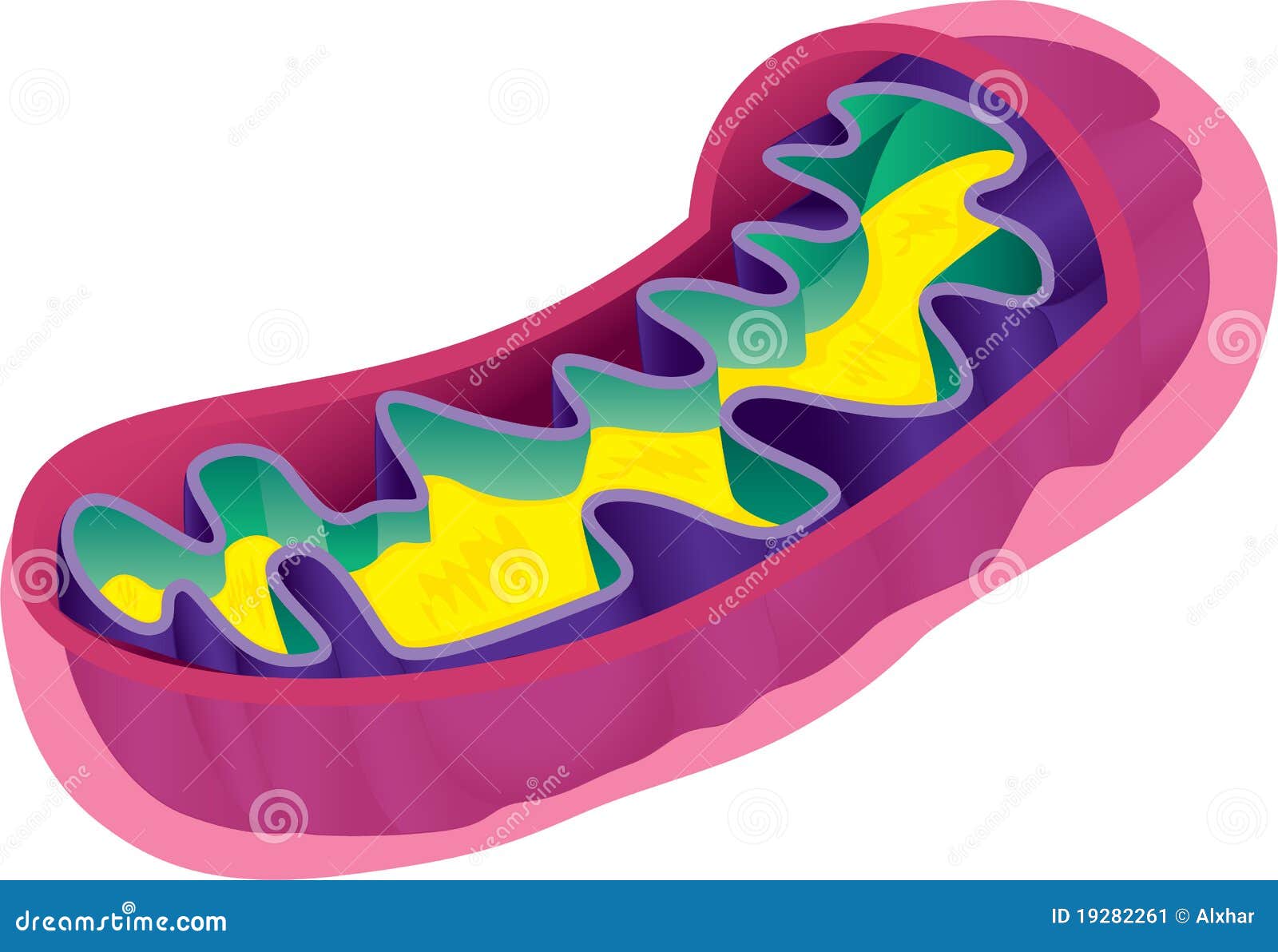 6. Bindegewebe, image size:1600x1192