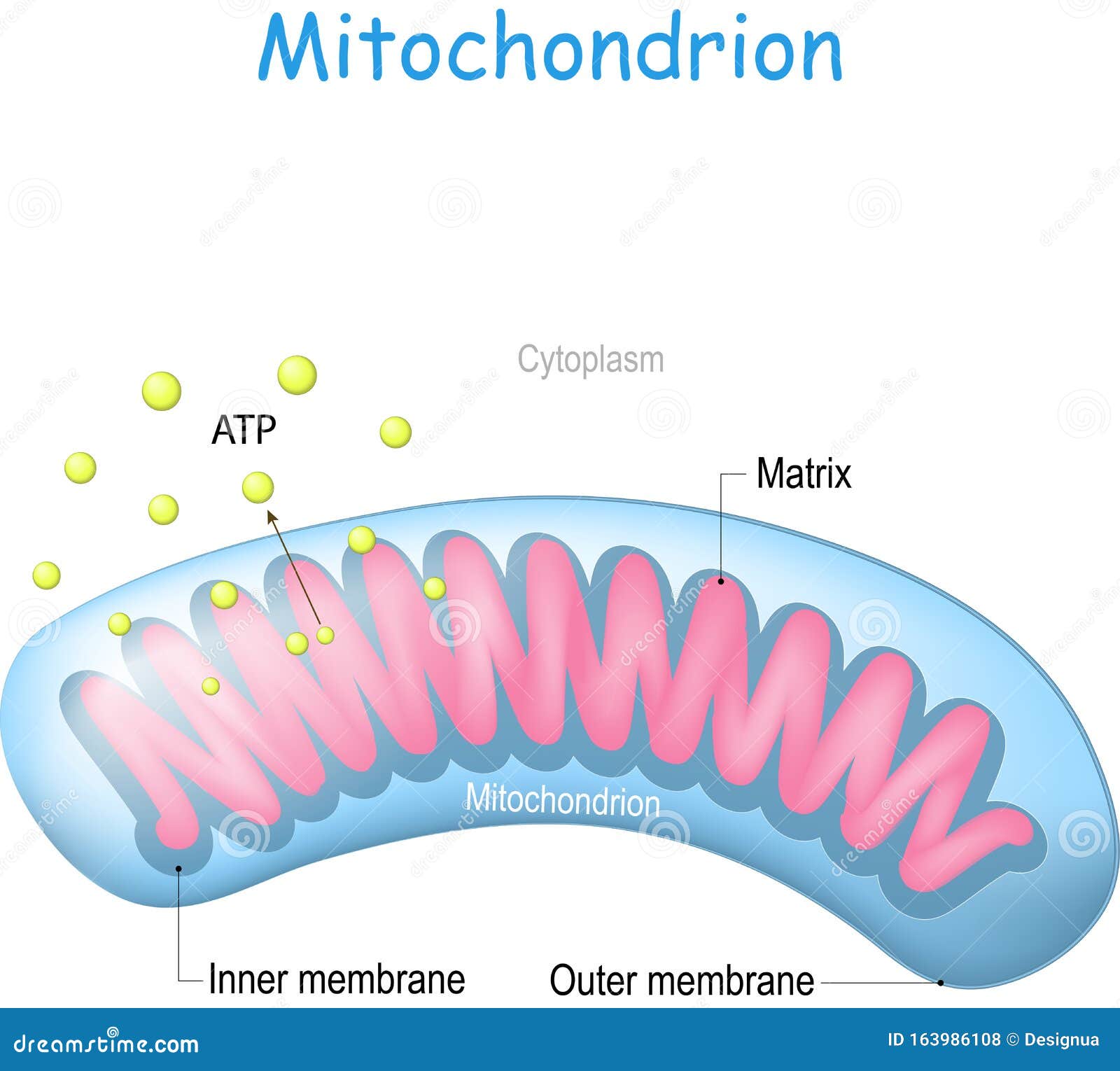 mitochondrion anatomy. structure of cell organelle