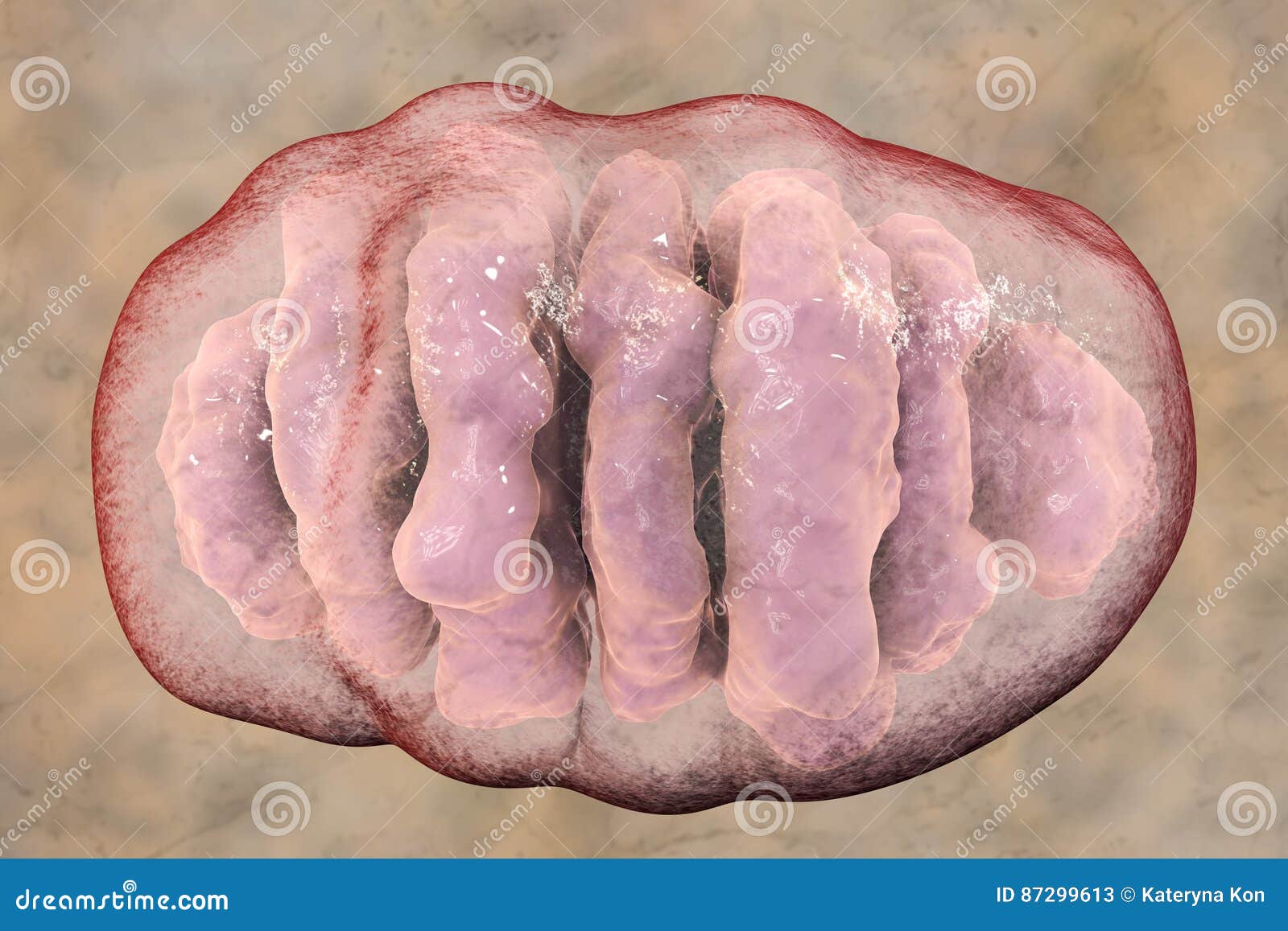 mitochondrion, cellular ogranelles which produce energy