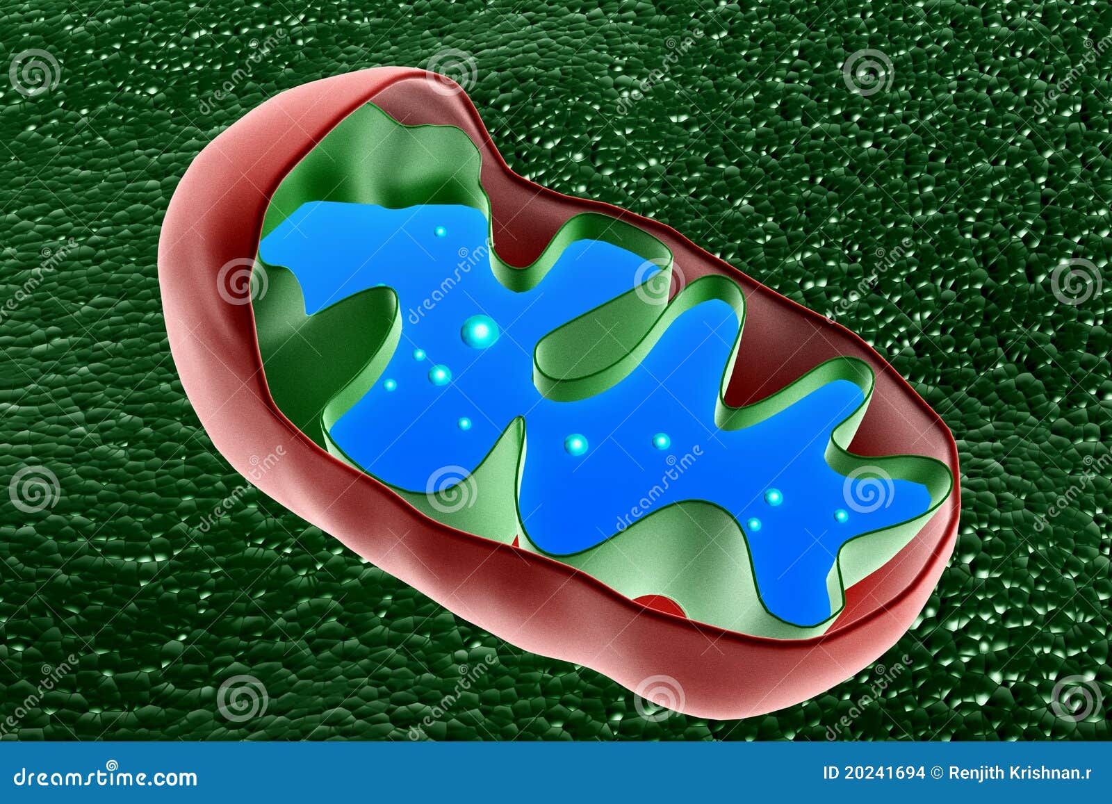 mitochondrion cross section