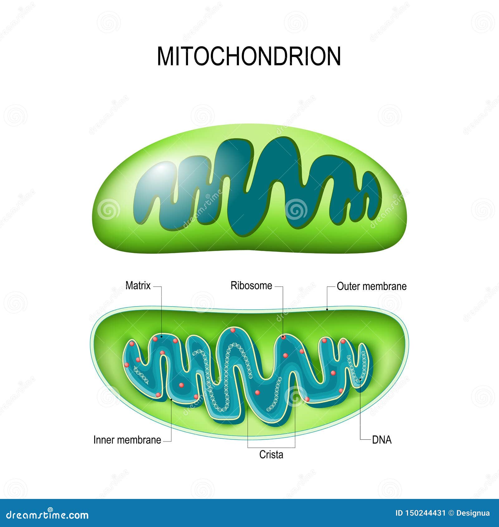 mitochondrion. cross-section and structure mitochondrion organelle