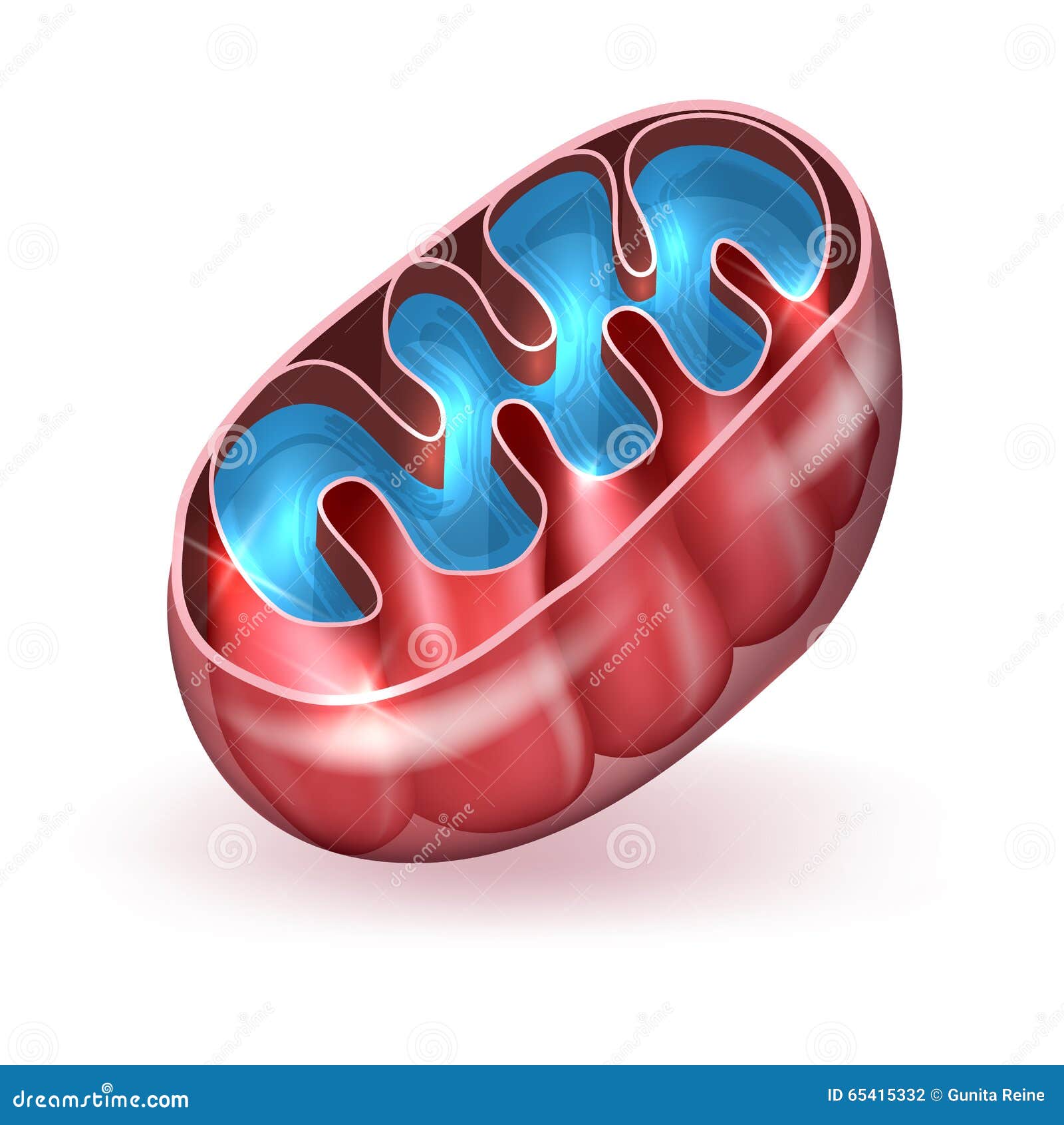 mitochondrion