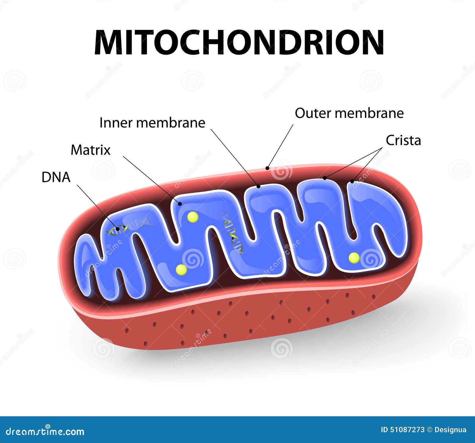 mitochondrion