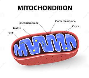 Mitochondrion Stock Illustration CartoonDealer 99109162