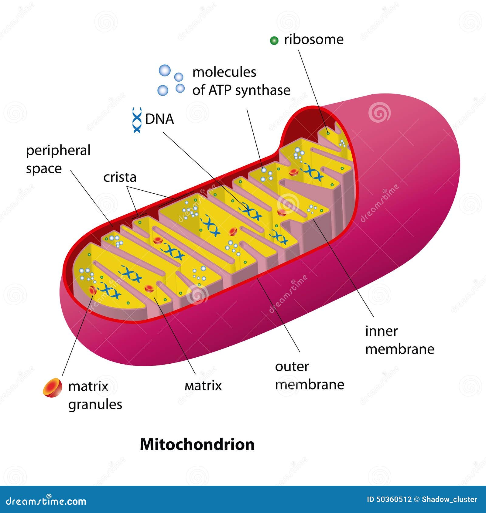 mitochondrion scheme