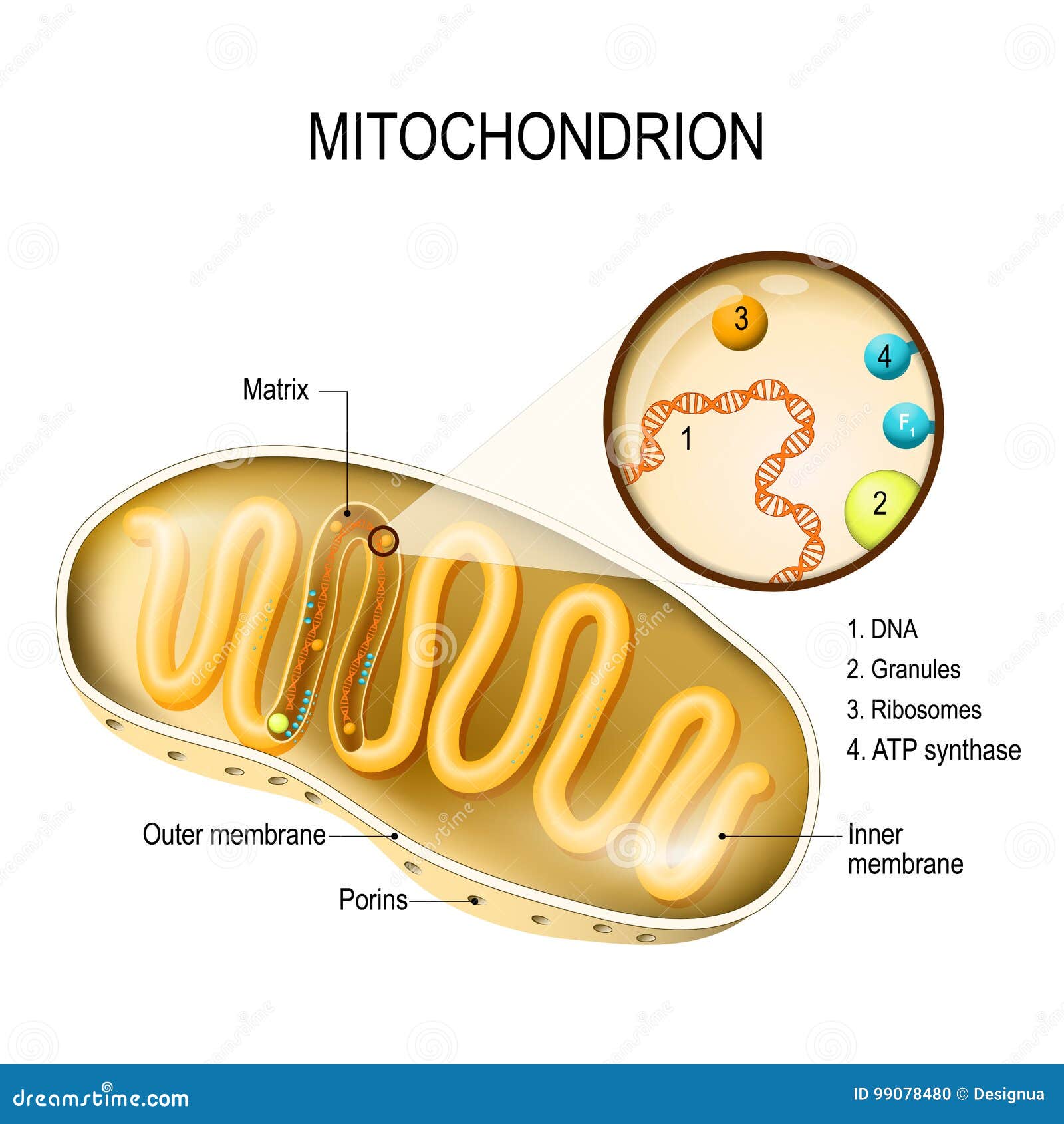 mitochondrion.  diagram