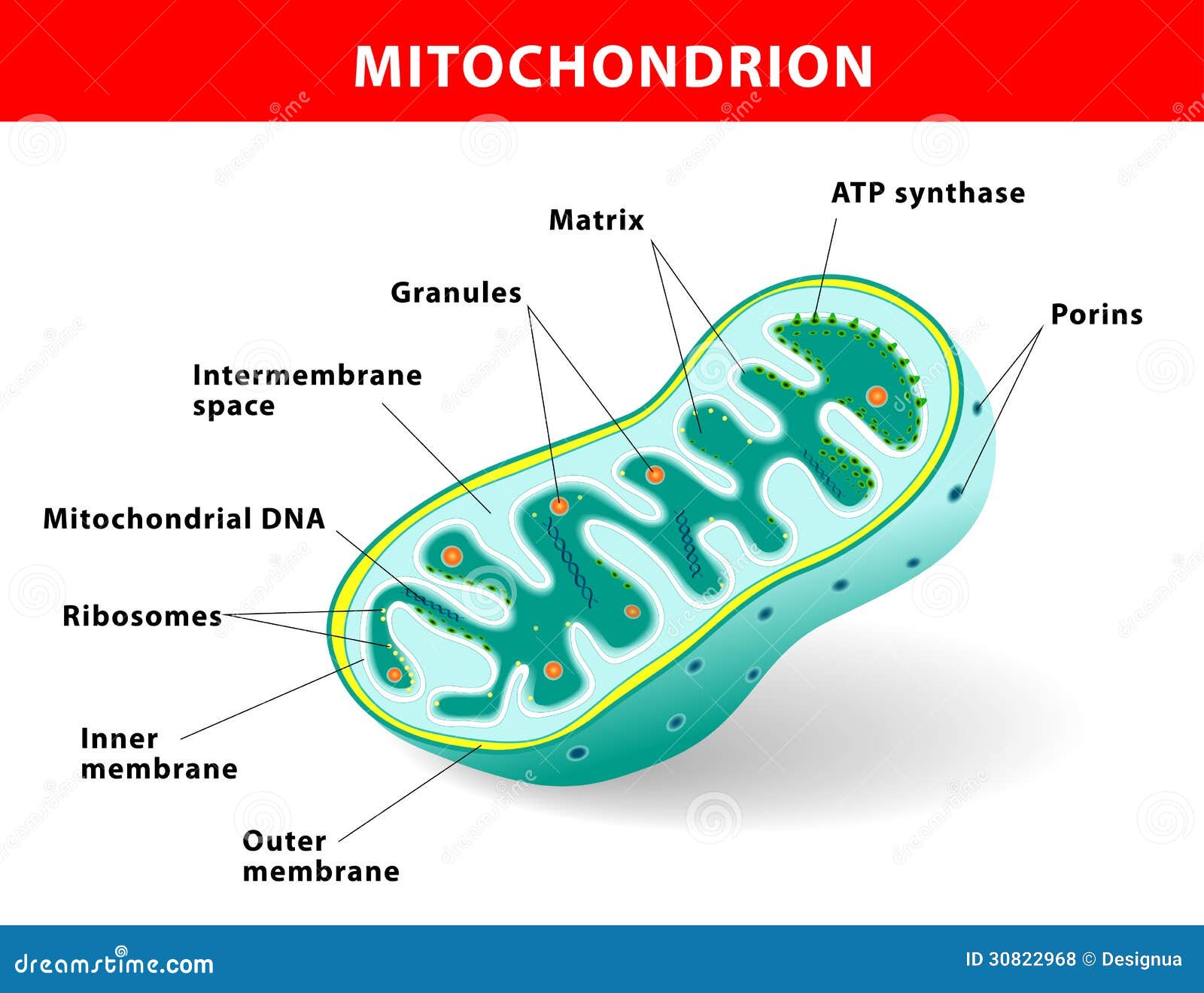 mitochondrion  