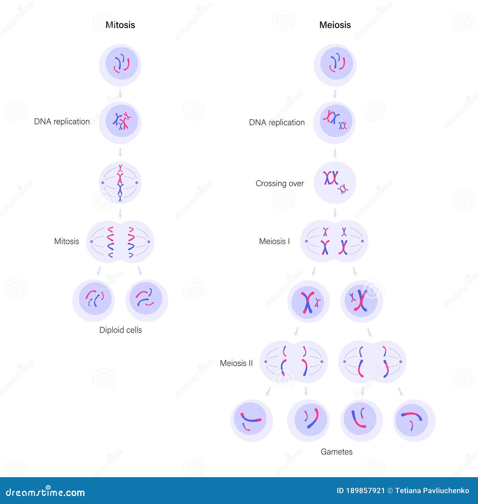 Mitose – Biologia