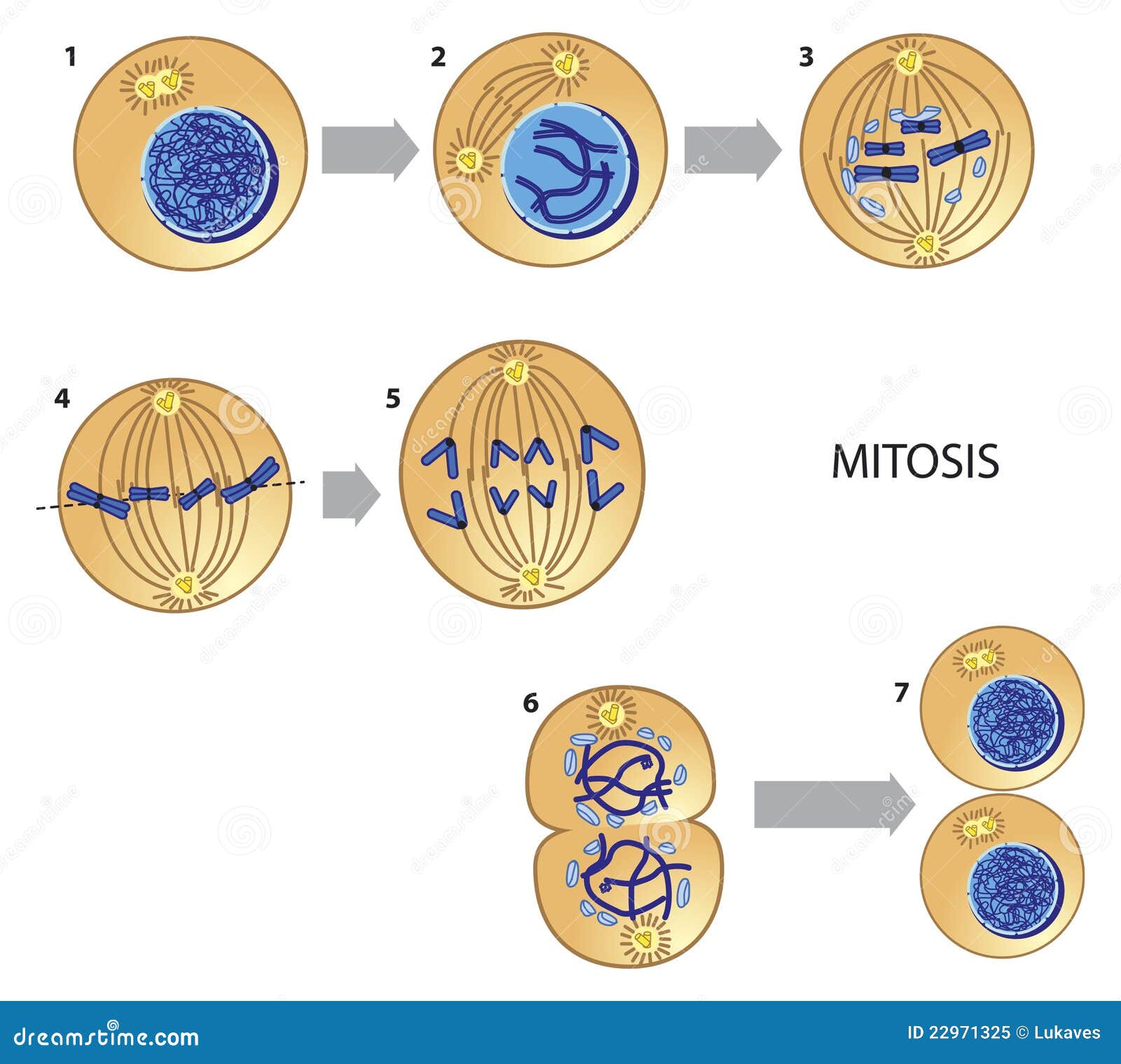 Mitosis Royalty Free Stock Photo - Image: 22971325