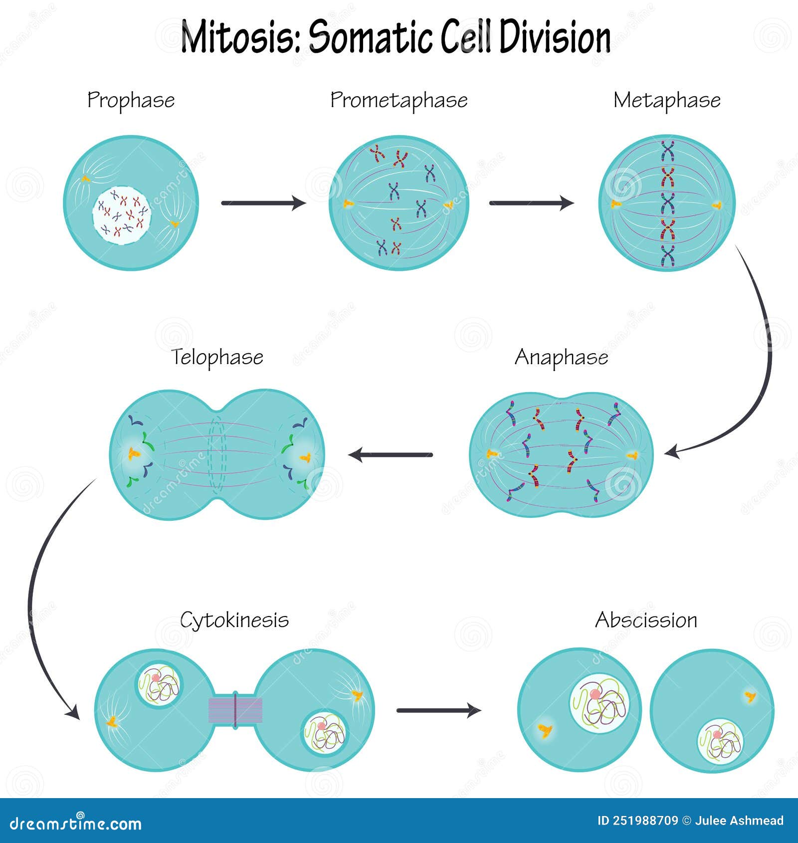 Somatic Cell Diagram Biology Diagrams