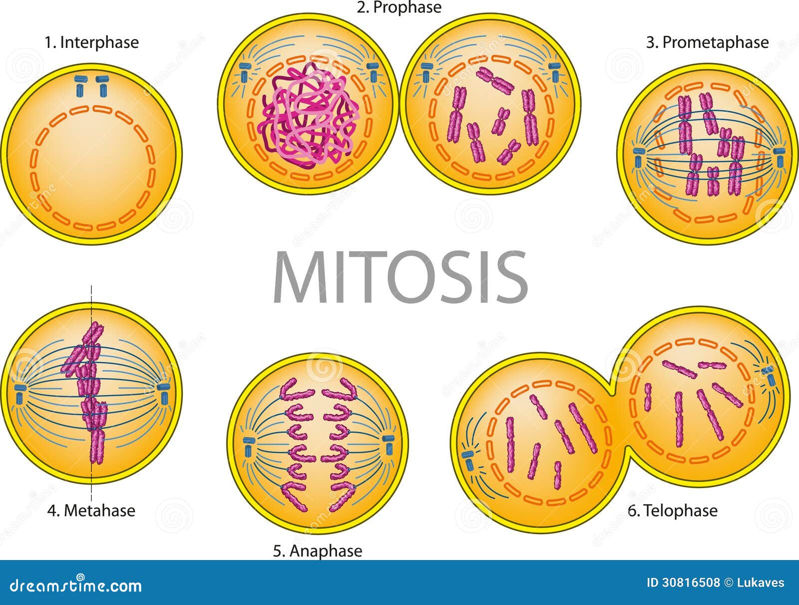 Resultado de imagen de division celular mitosis