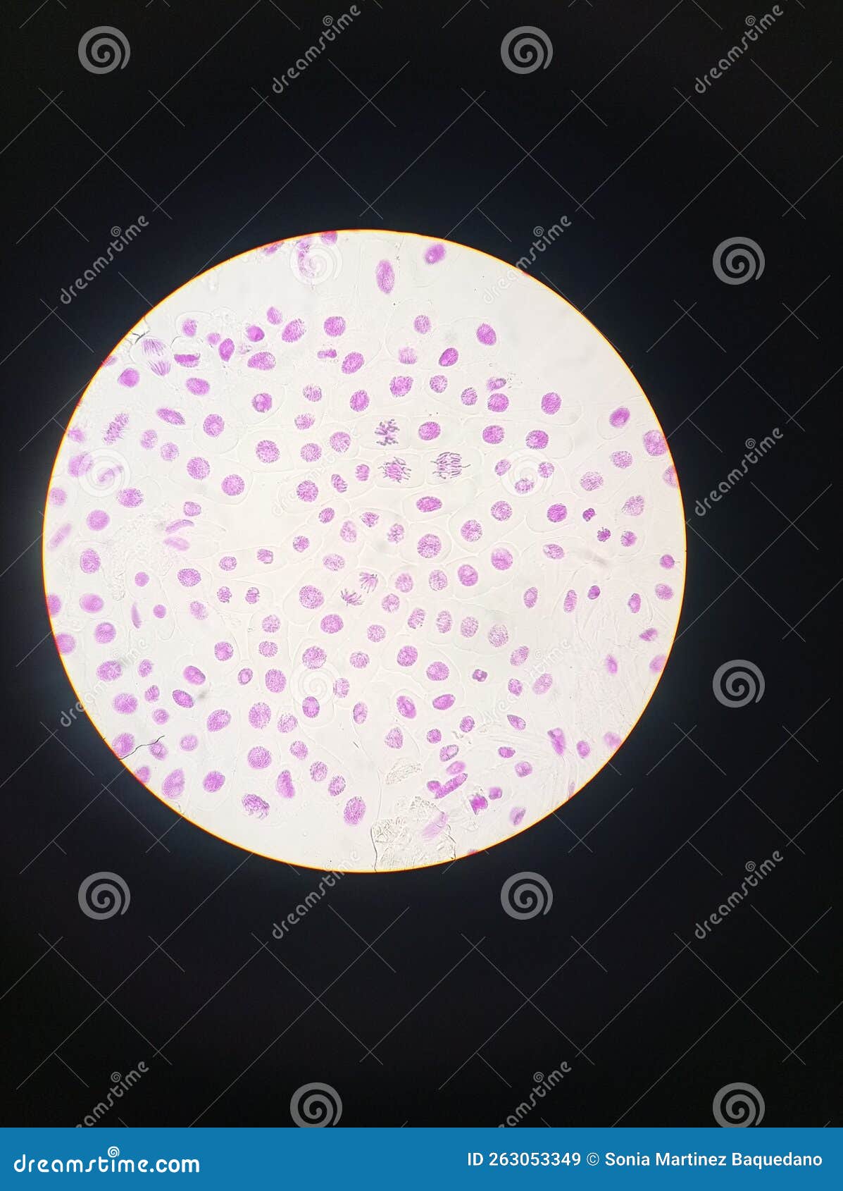 mitosis cell division. animal eukaryotic cell. painted purple, seen in an optic microscope