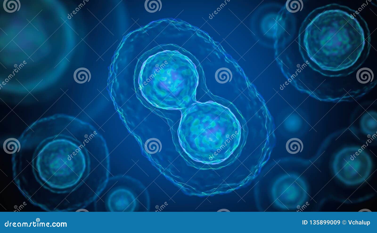 Mitosis - Cell Division Of Bacteria. 3D Rendered Illustration. Stock