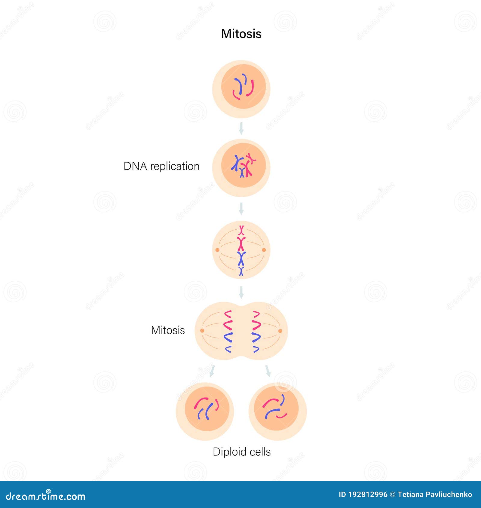 Mitosis cell division. stock vector. Illustration of chromatin - 192812996