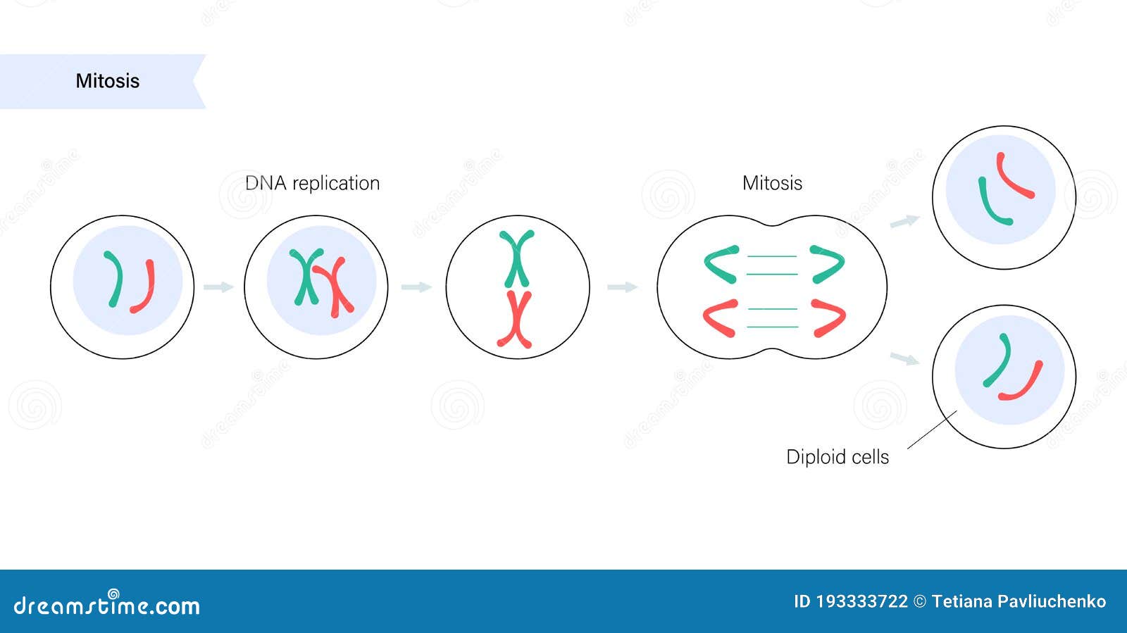 Mitosis cell division. stock vector. Illustration of membrane - 193333722