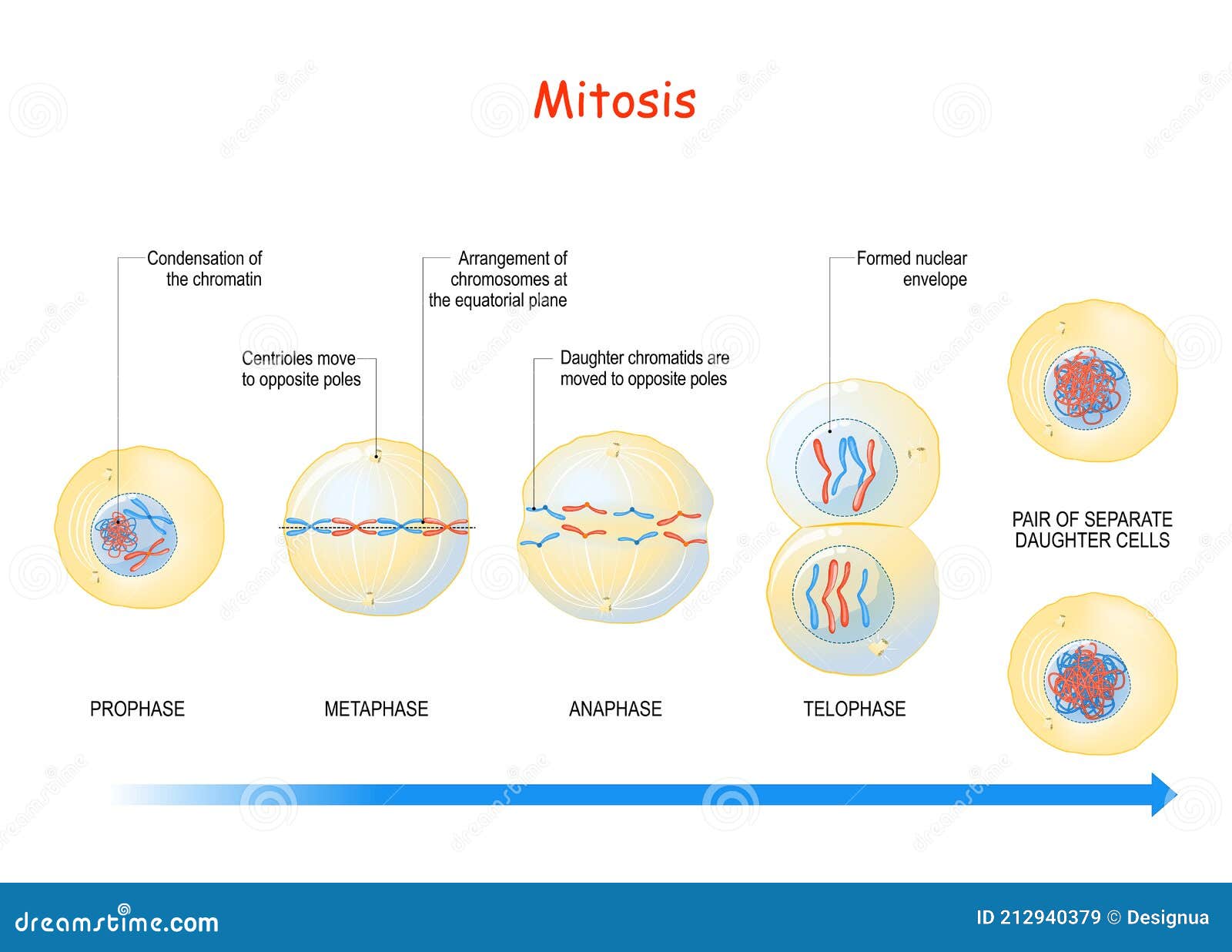 Meiosis stages