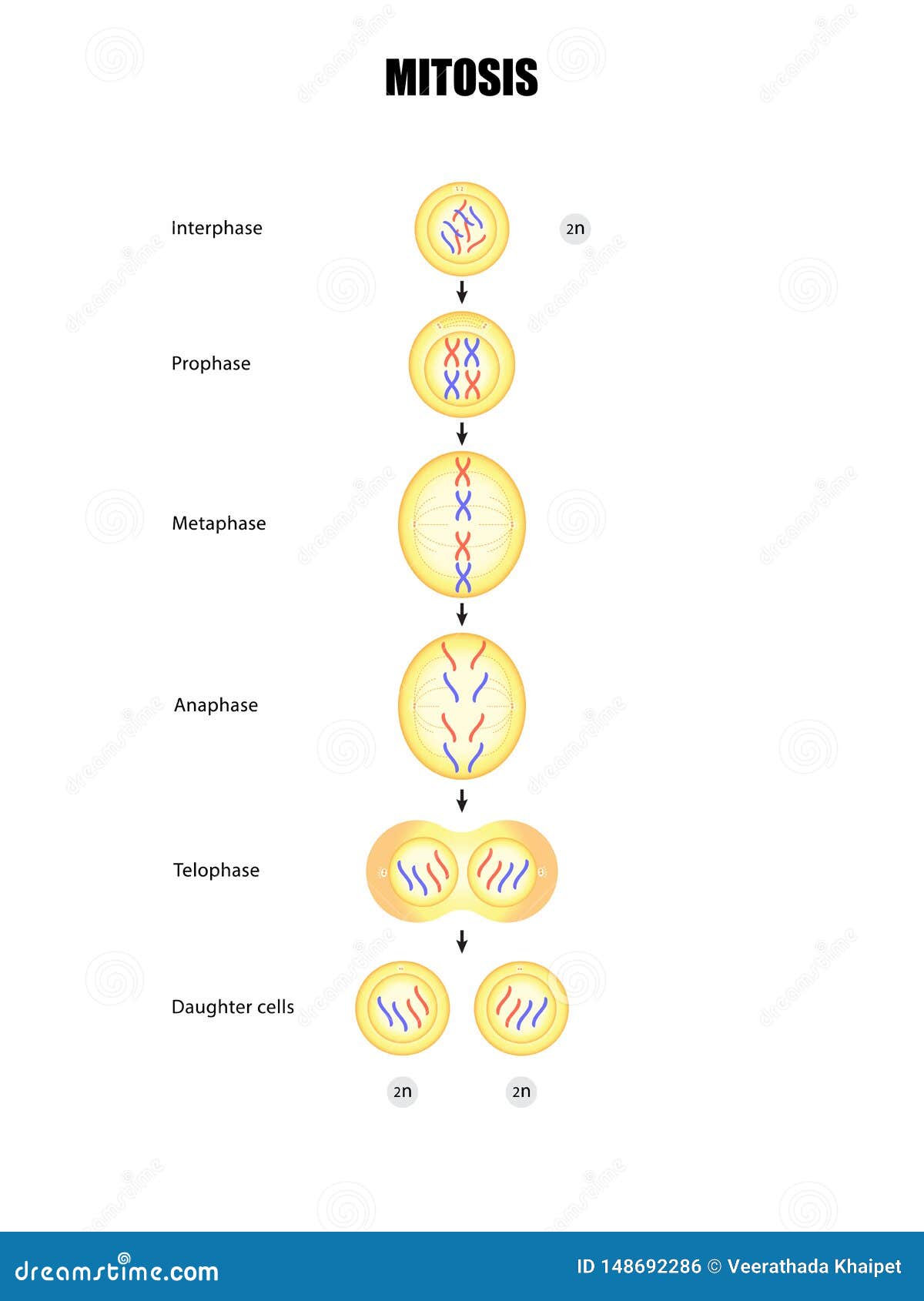 mitosis stages diagram