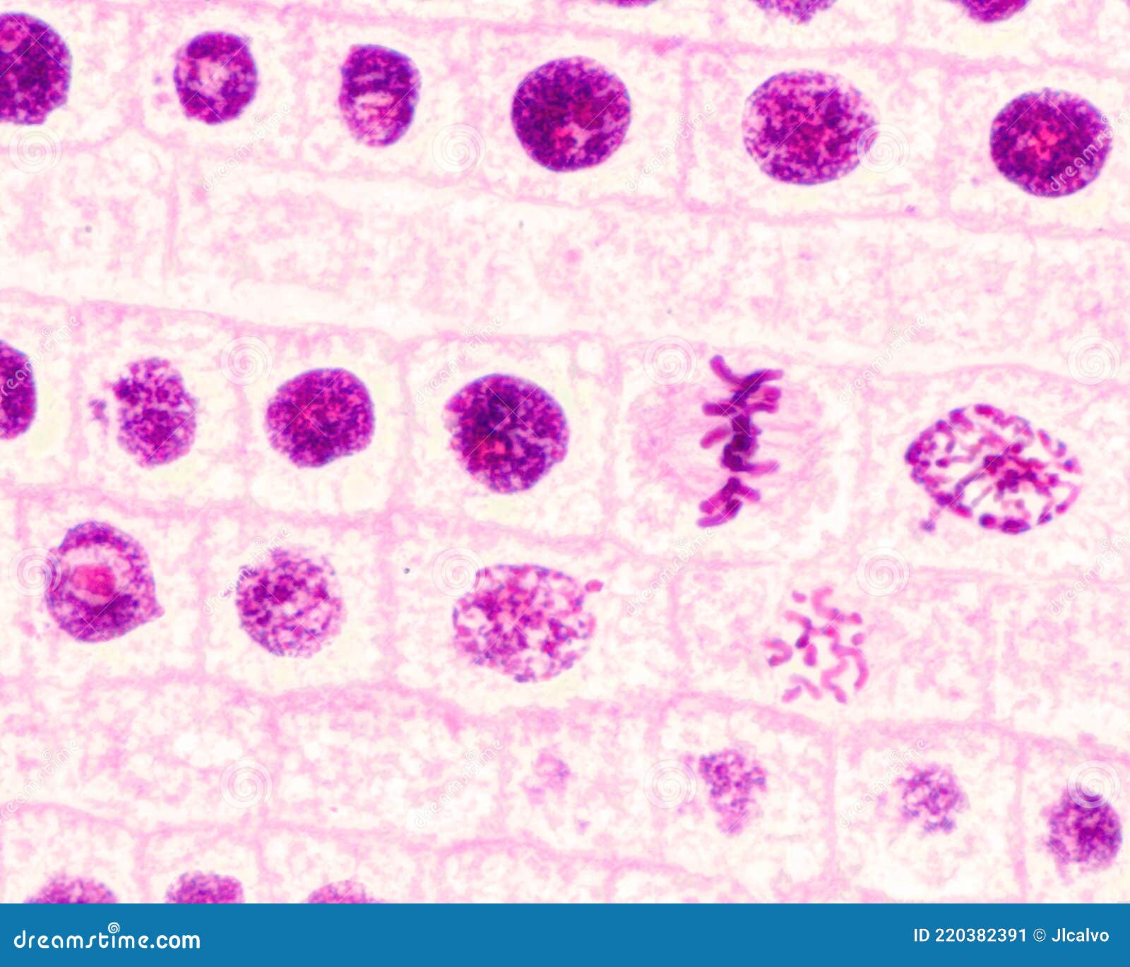 mitosis. root meristem