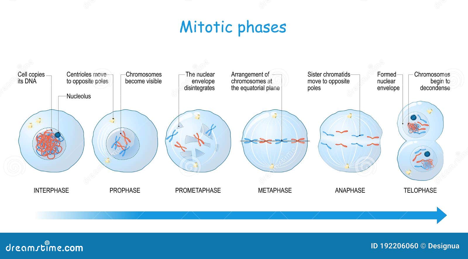 mitosis stages. cell division
