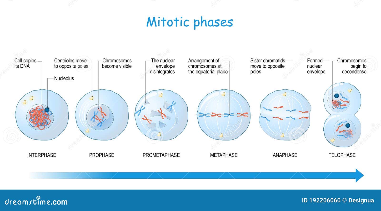 Metaphase Of Mitosis