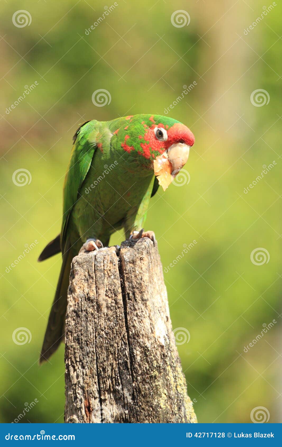 mitred parakeet