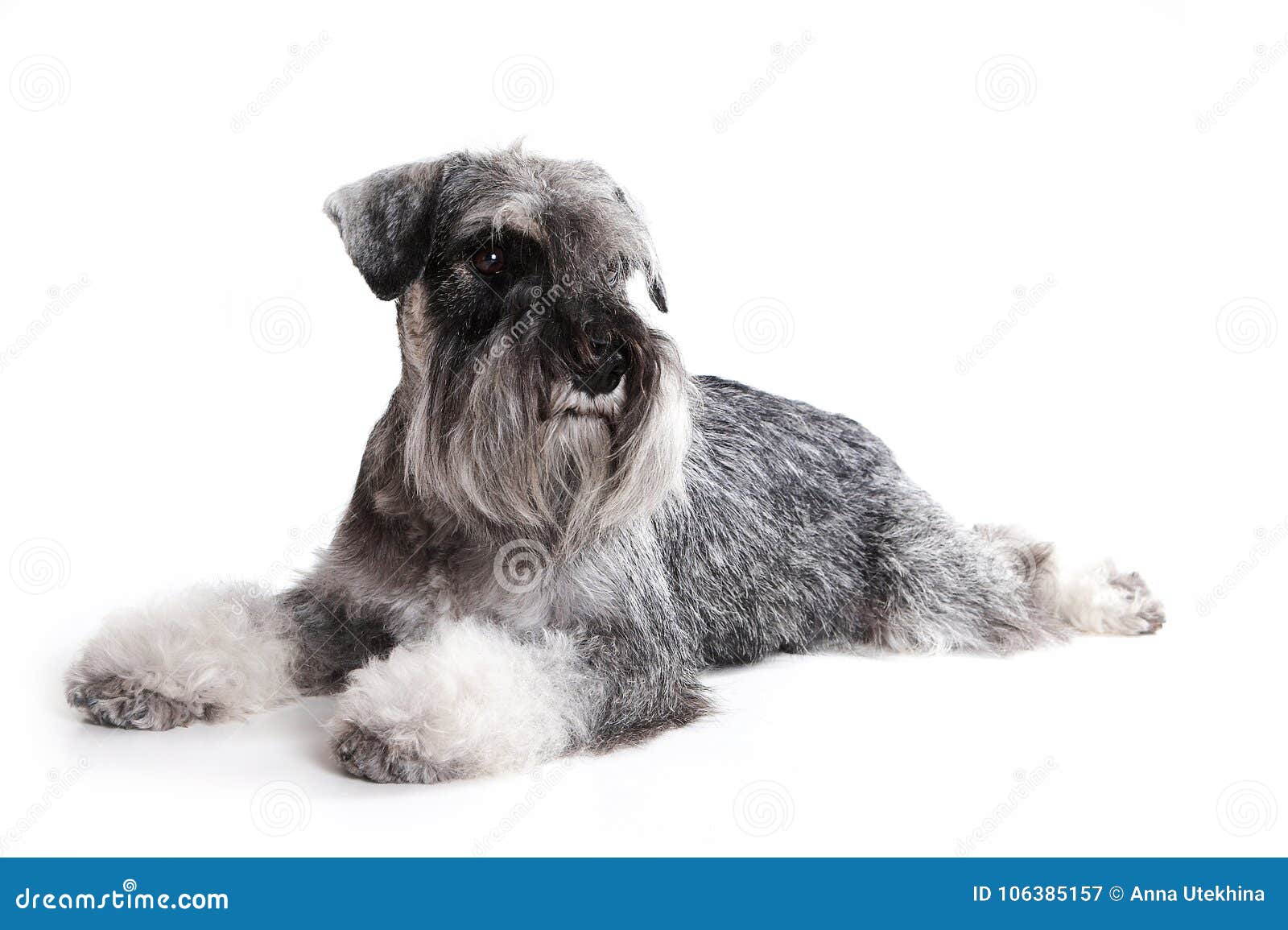 Mittelschnauzer stock image. Image of doggy, horizontal 106385157