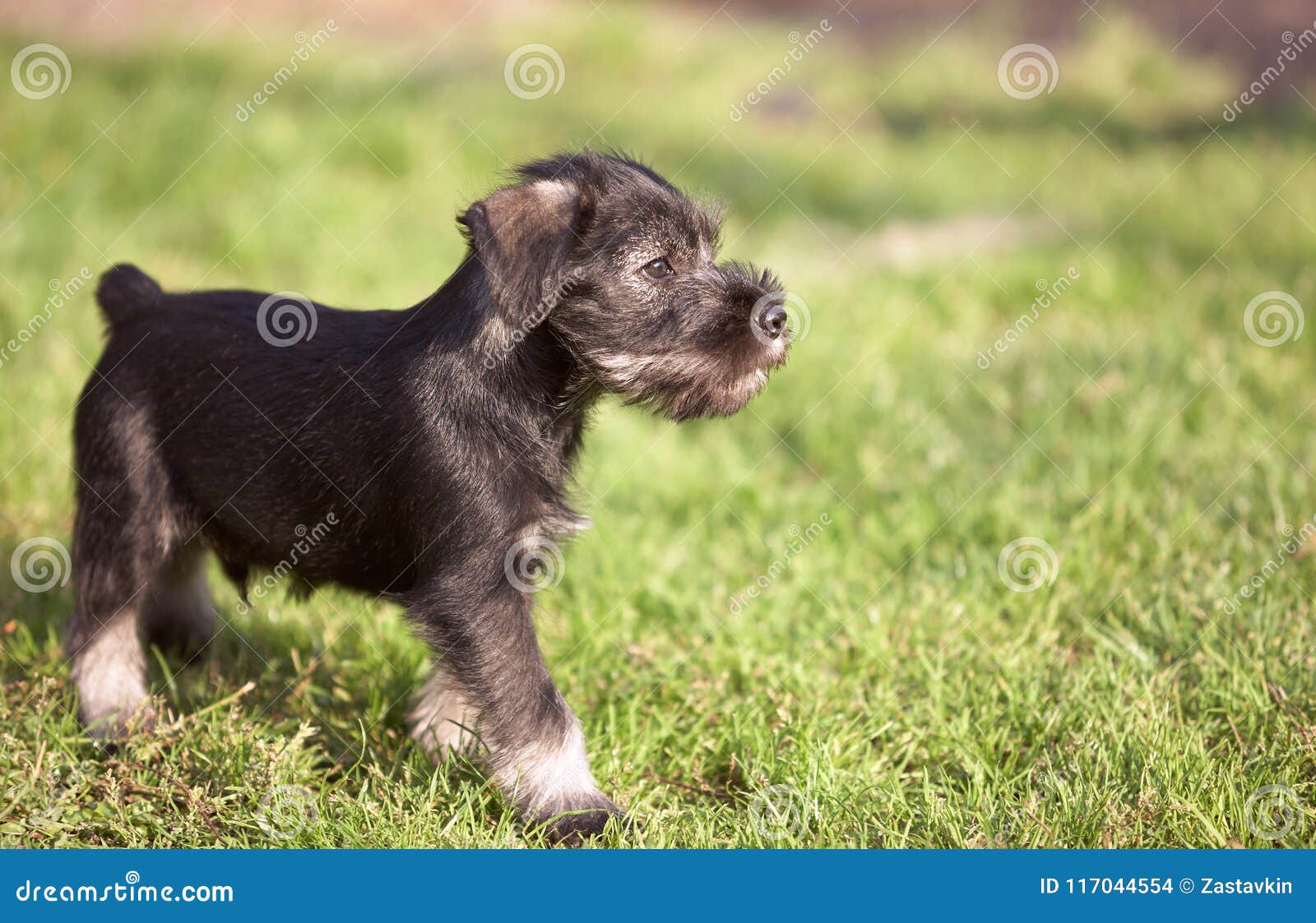 Mittelschnauzer Puppy on Green Grass Stock Photo - Image of green ...