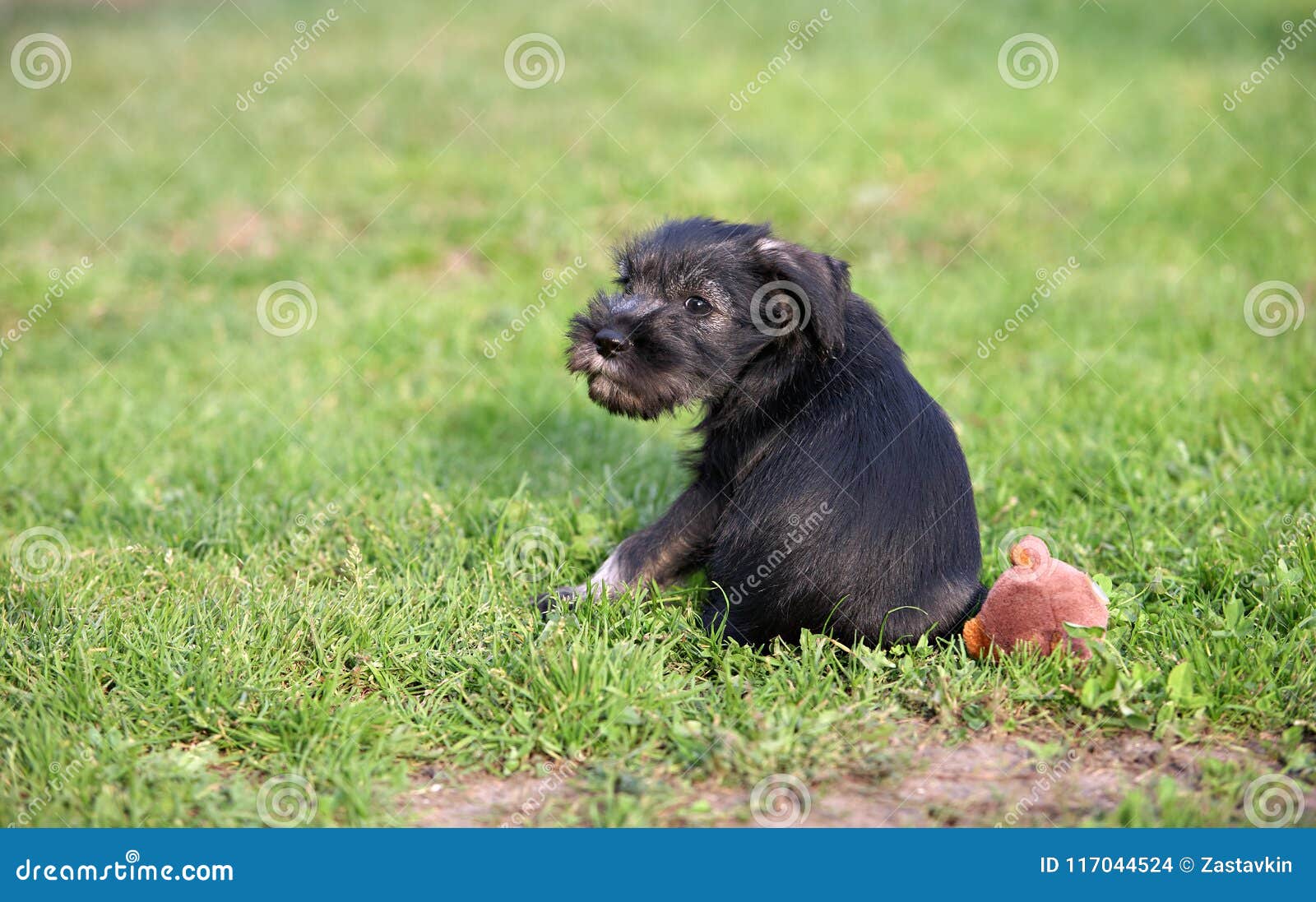 Mittelschnauzer Puppy on Green Grass Stock Photo - Image of breed ...