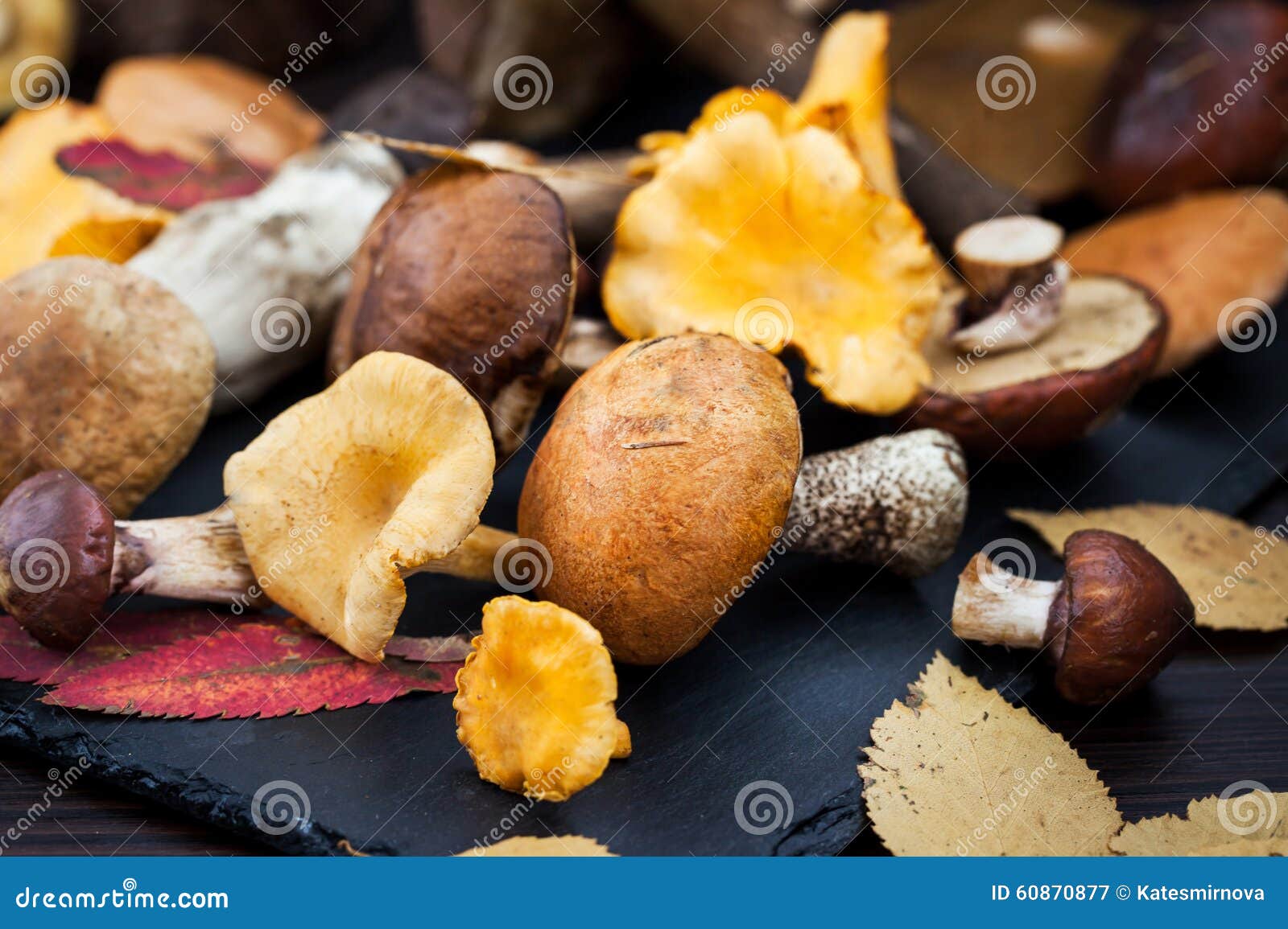 Mix of autumn wild forest edible mushrooms on black board