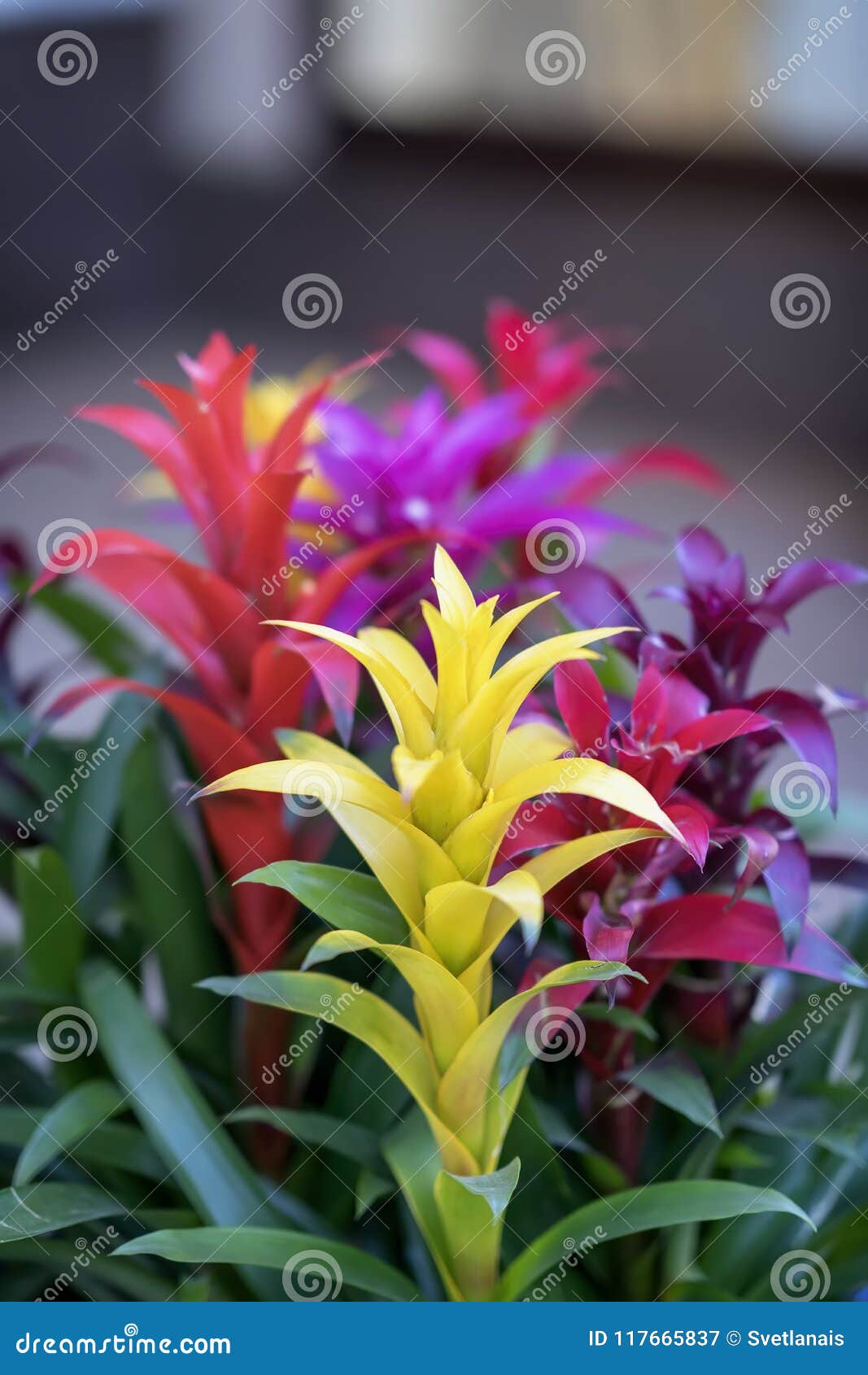 mix of colorful bright guzmania, fine representative of bromeliad or pineapple family. guzmania,  of male power